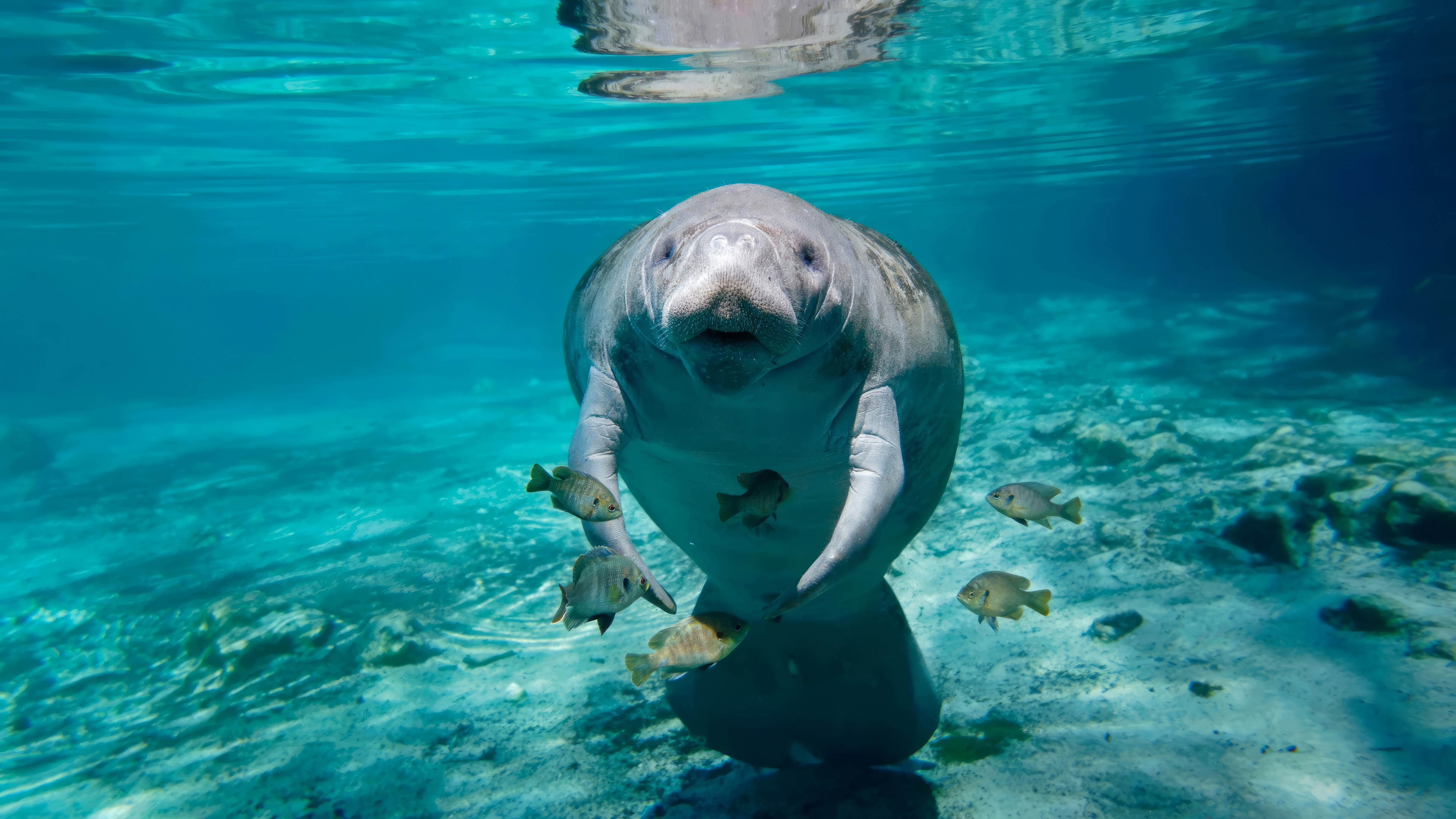 Manatee and fish underwater in 4K HD Wallpaper