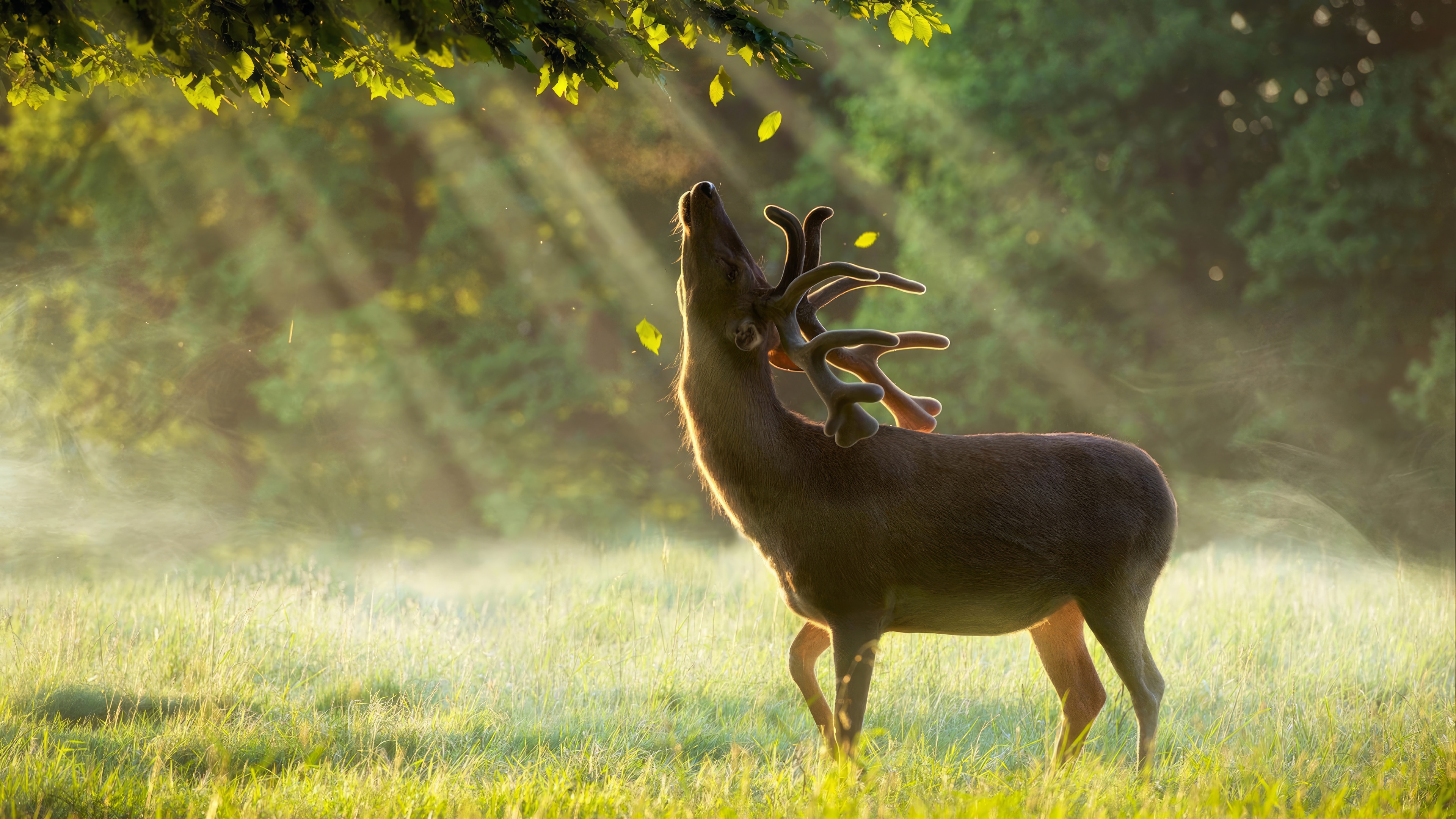 Deer in Sunlight with Falling Leaves HD Wallpaper