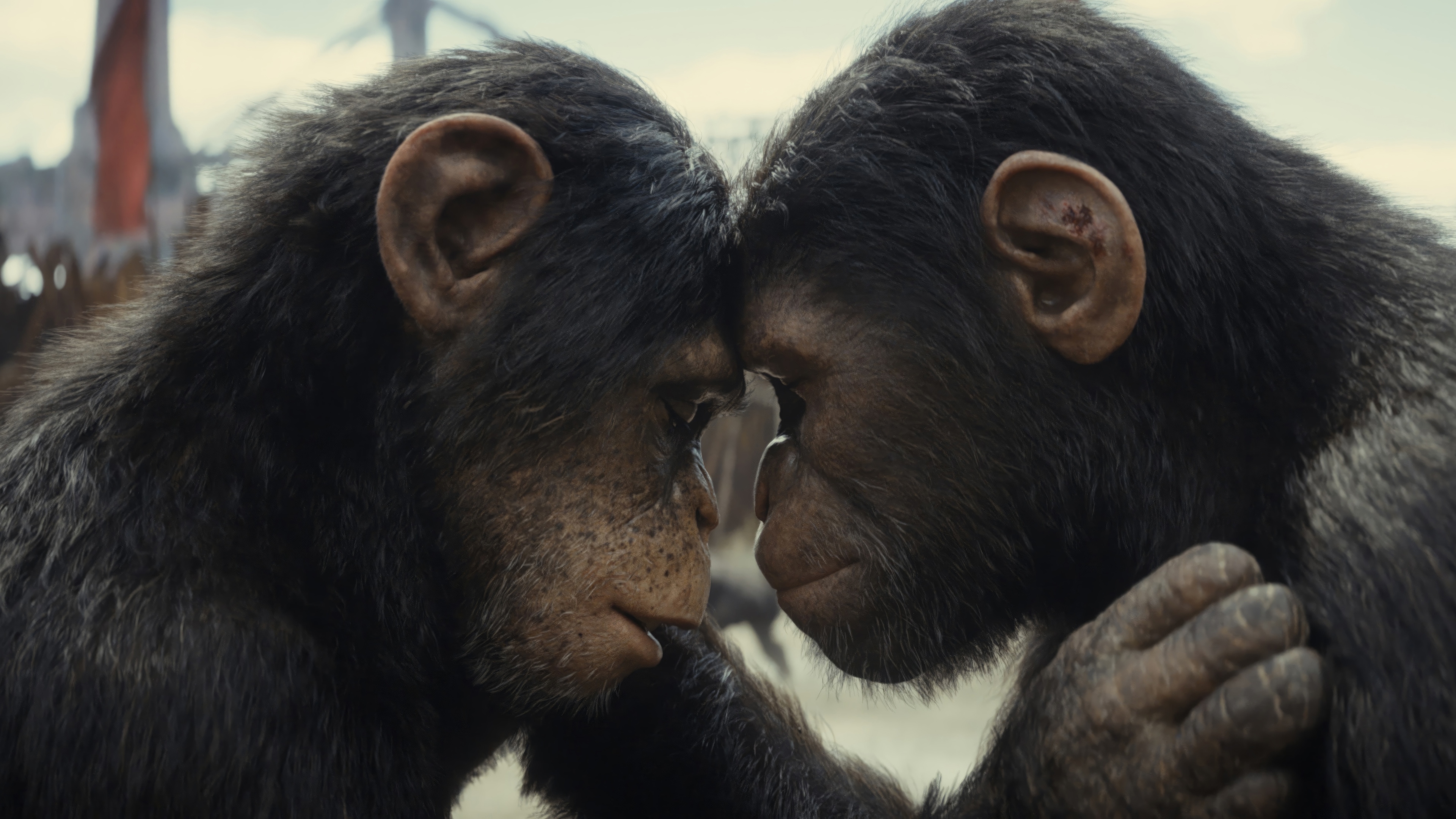 Kingdom of the Planet of the Apes 4K HD Wallpaper
