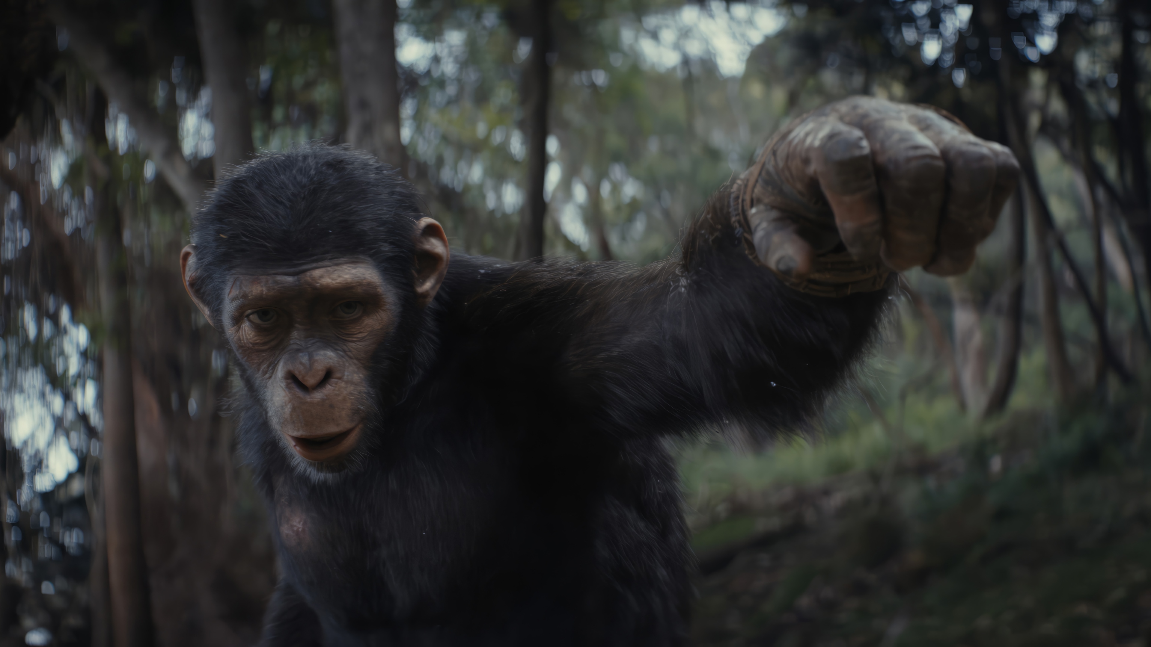Noa from Kingdom of the Planet of the Apes 4K HD Wallpaper