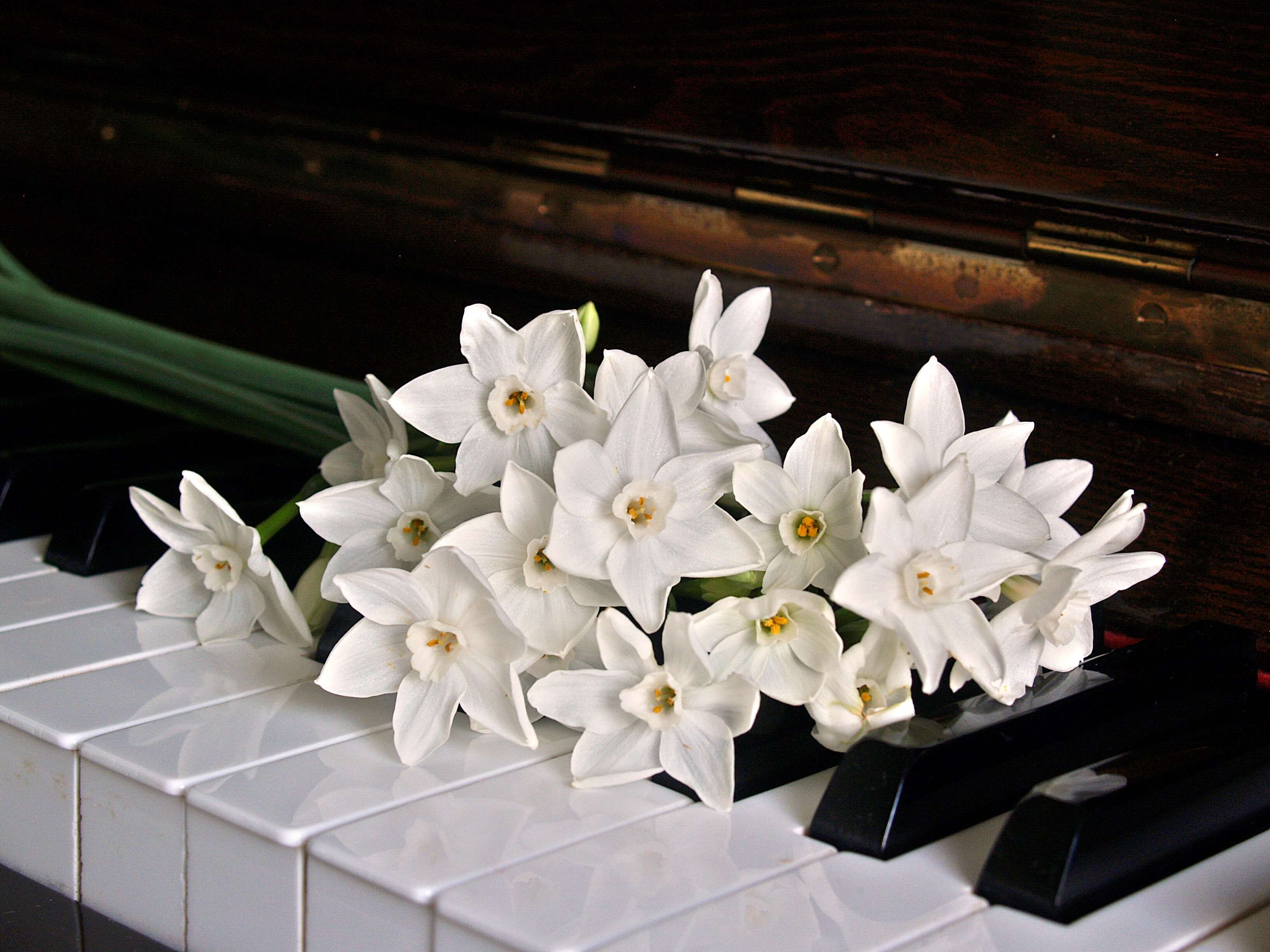 White daffodils on a piano HD Wallpaper