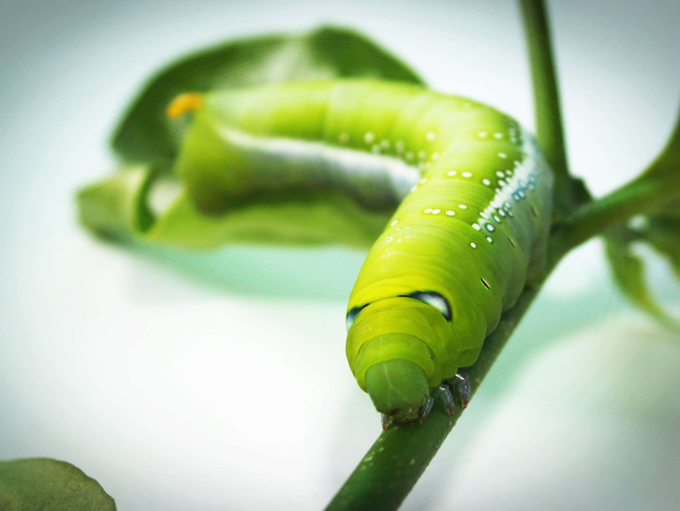 Green caterpillar on a branch HD Wallpaper