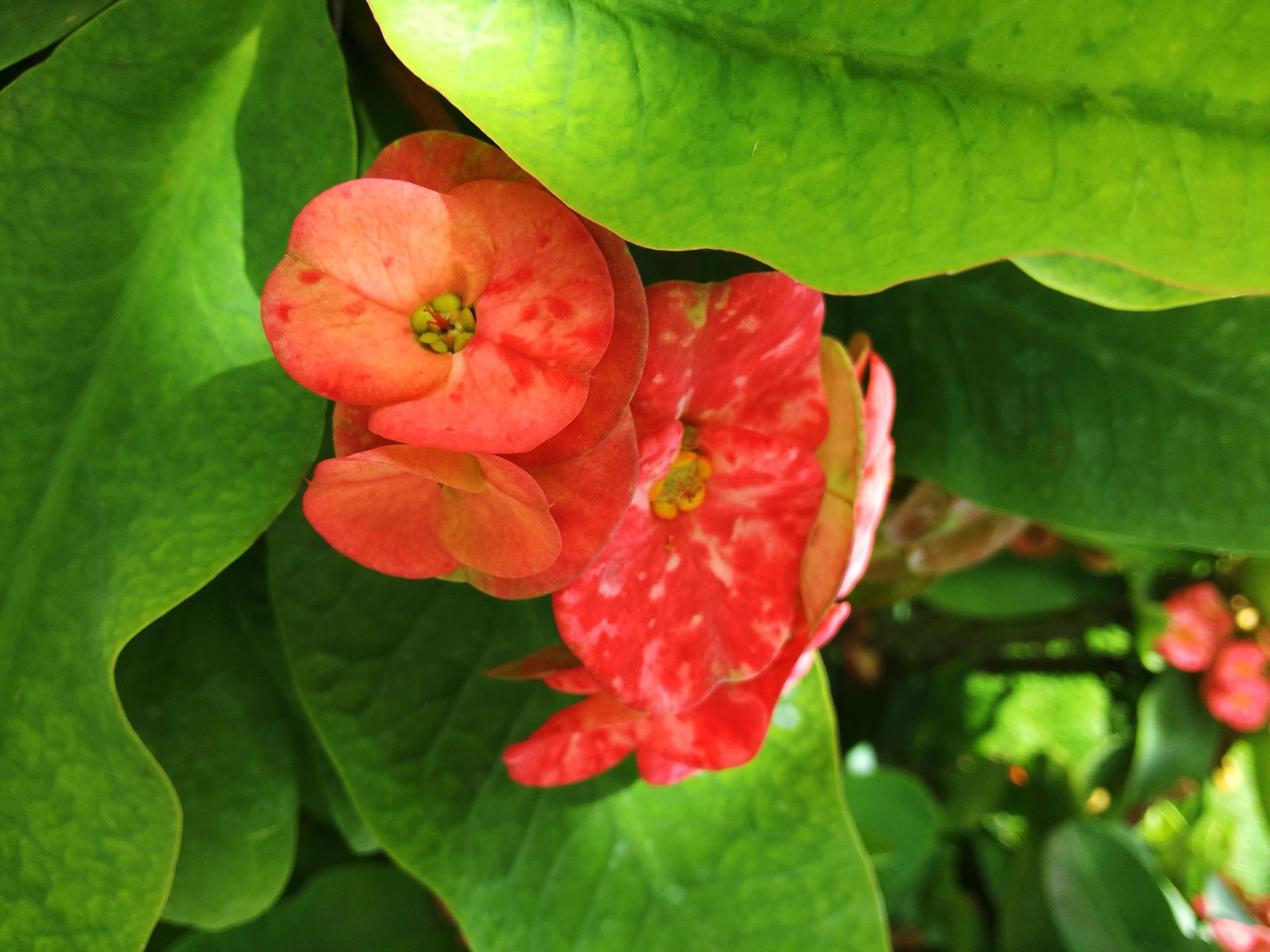 Red flowers and green leaves HD Wallpaper