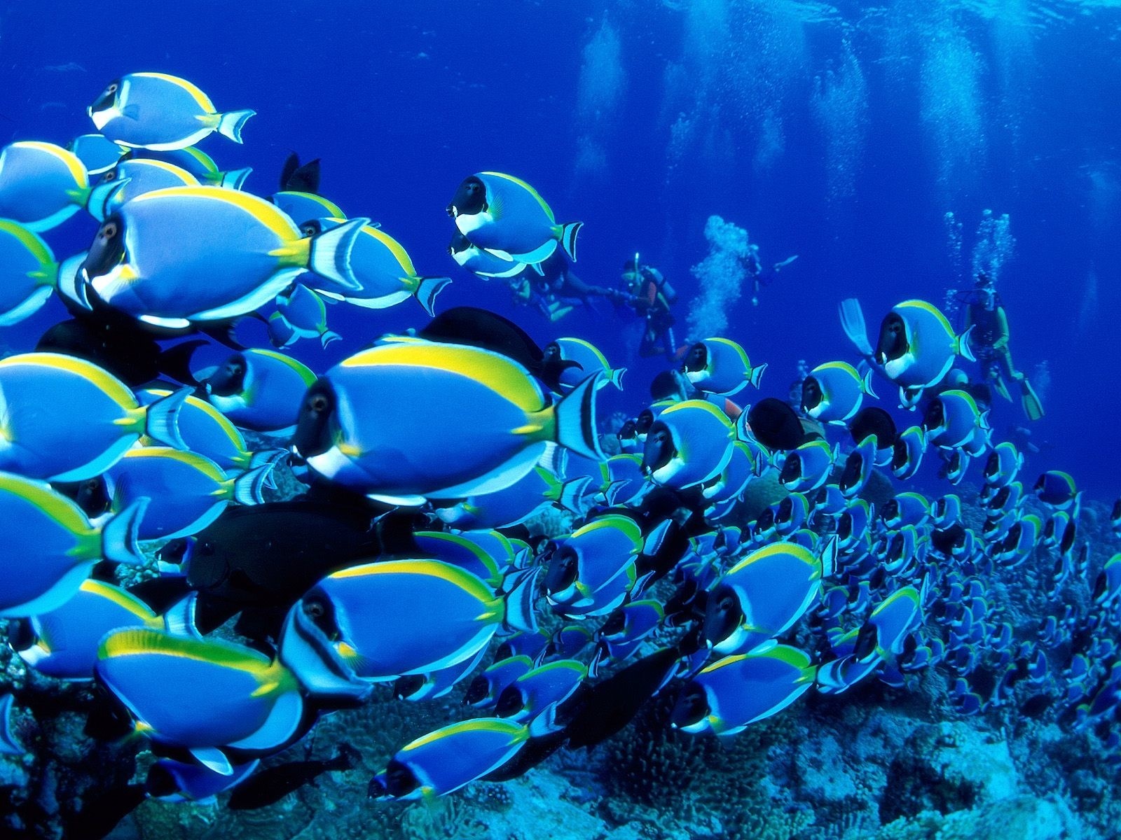 School of blue and yellow fish with divers underwater HD Wallpaper