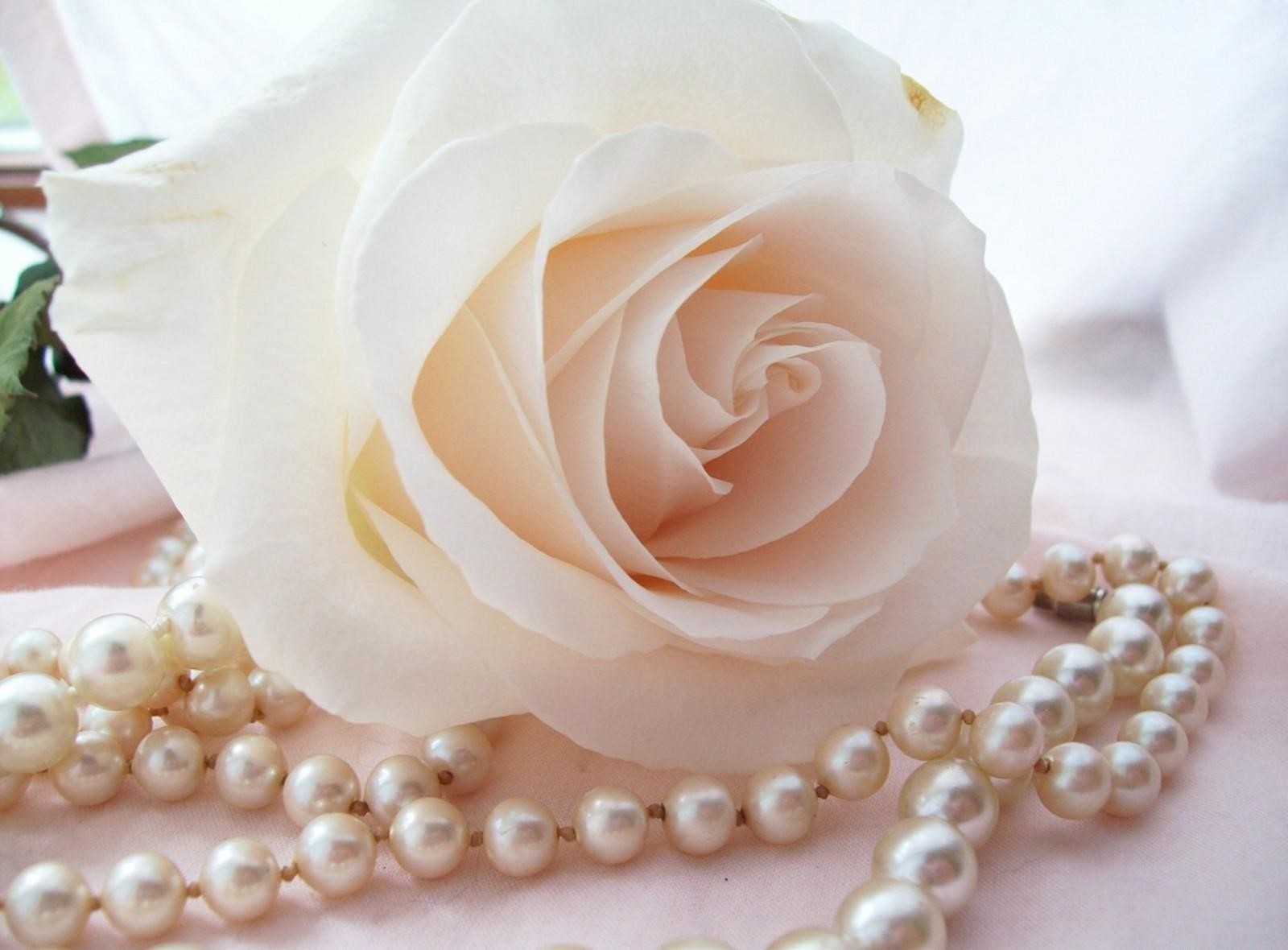 White Rose with Pearls HD Wallpaper