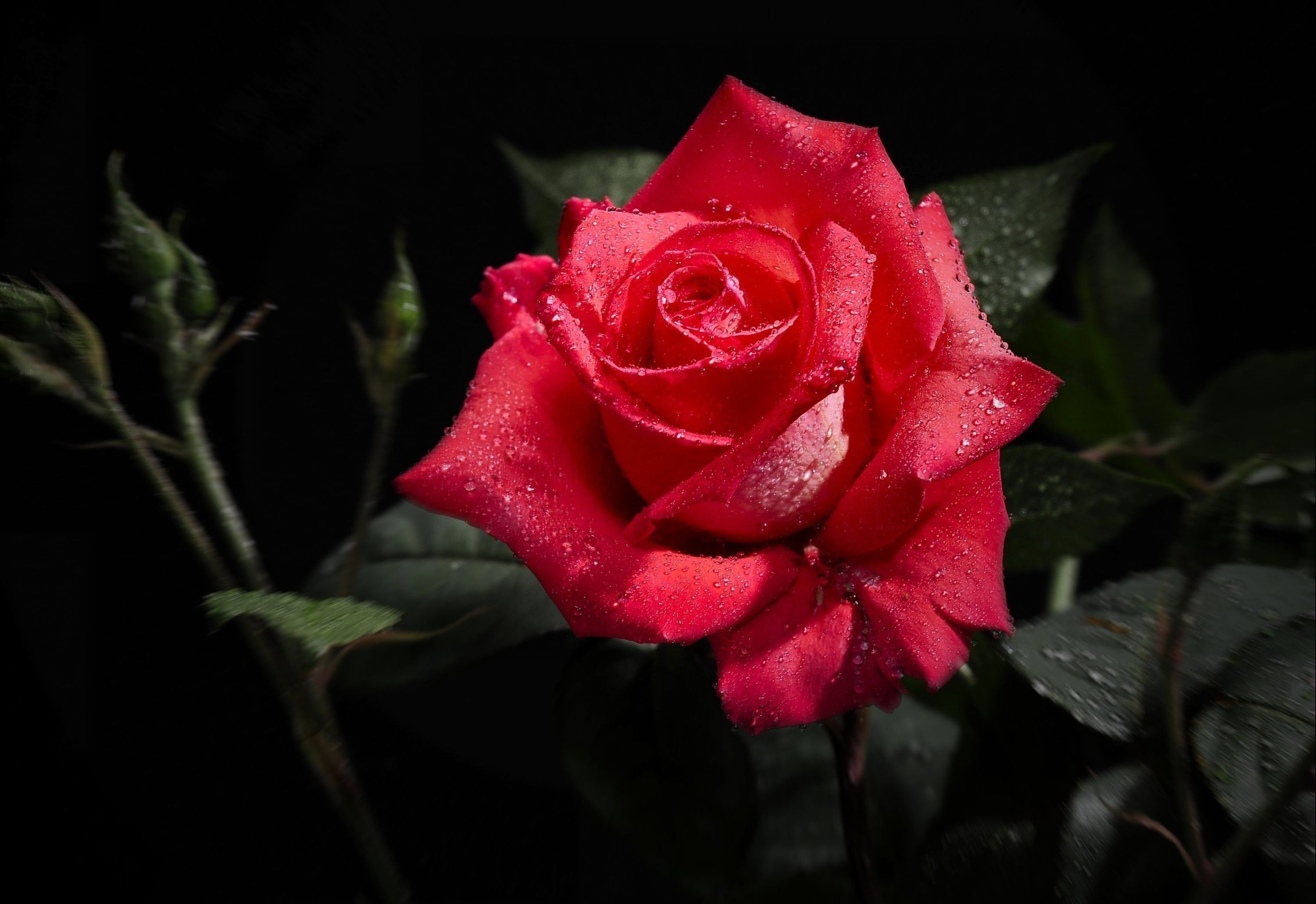 Red rose with water droplets on black background HD Wallpaper