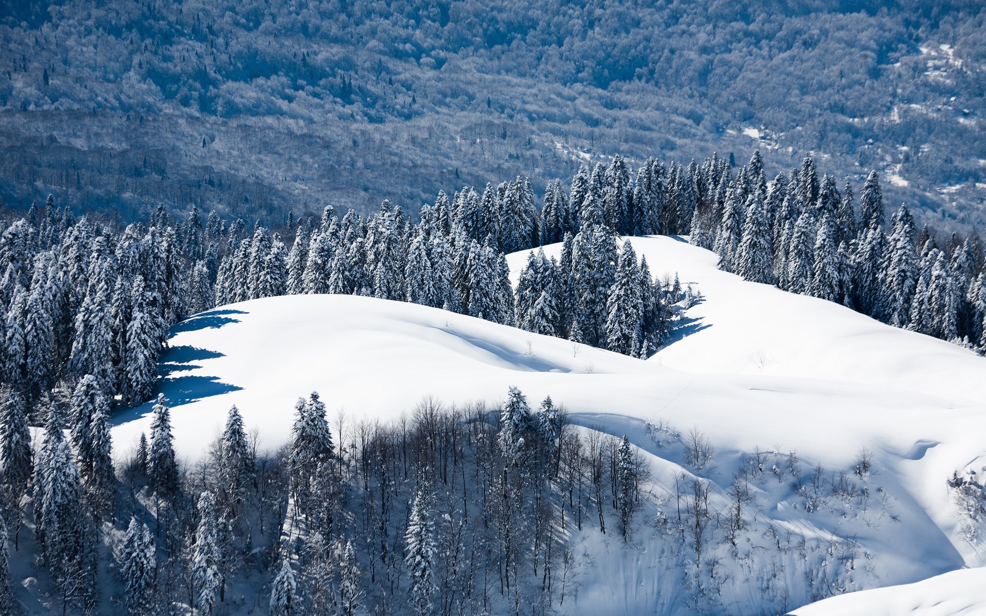 Snow-covered forest on a sunny day HD Wallpaper
