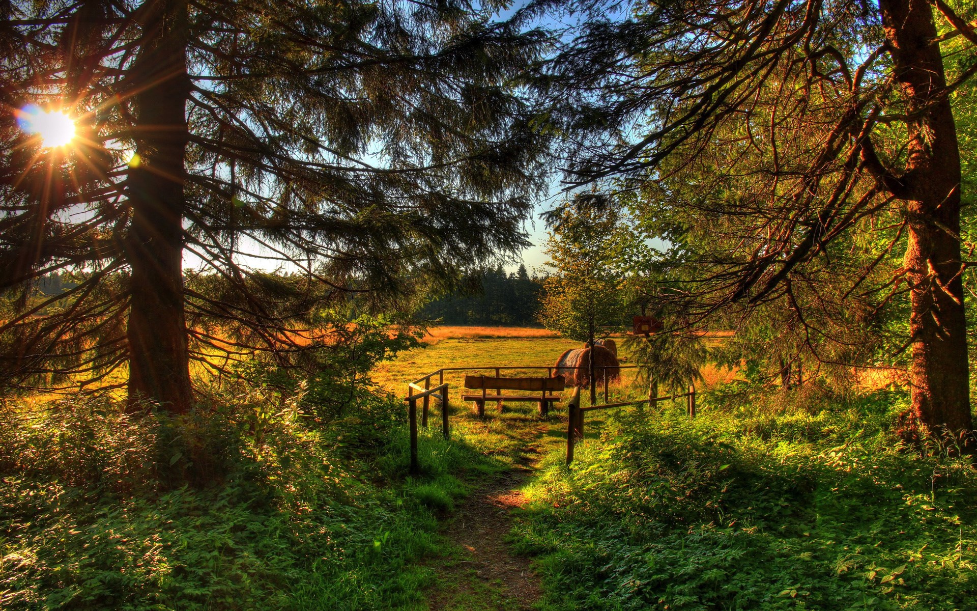 Sunlight through trees onto a meadow with horses and a bench HD Wallpaper