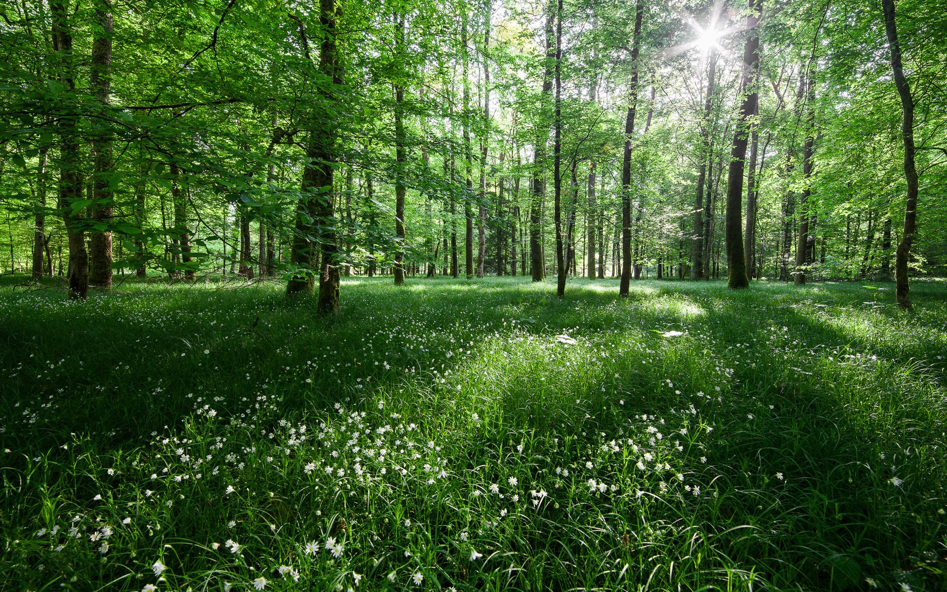 Sunlight filtering through a green forest with white flowers HD Wallpaper