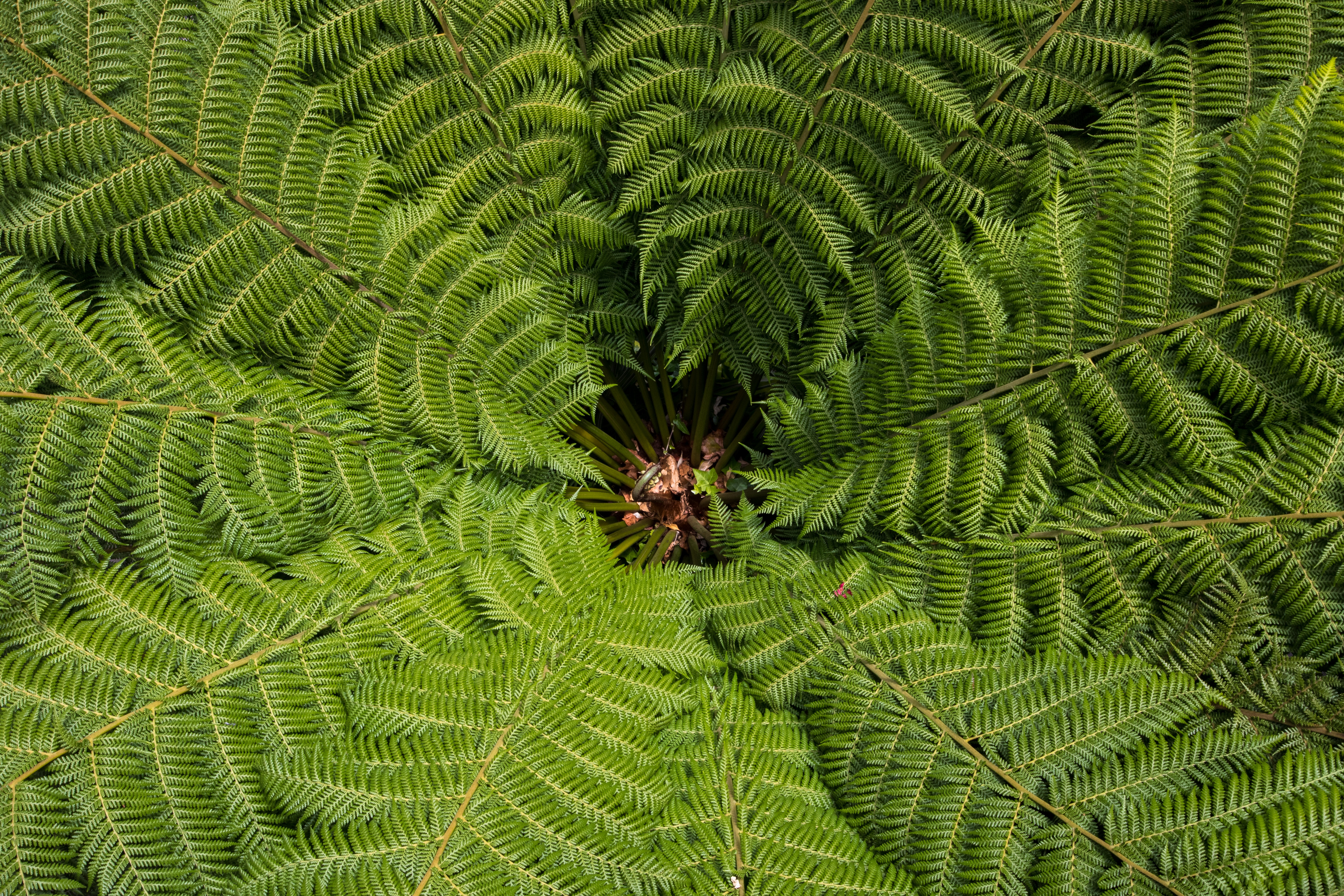 Close-up of a green fern frond unfurling HD Wallpaper