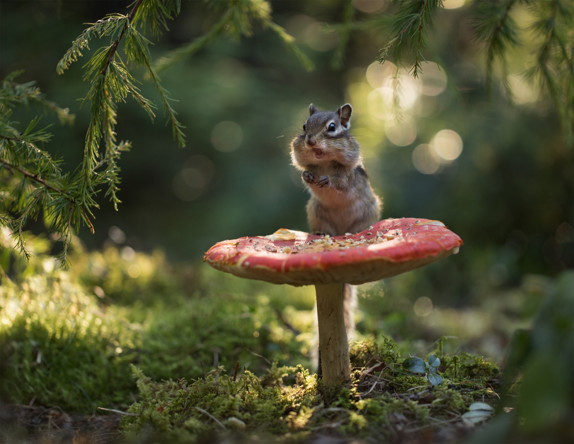 Chipmunk eating on a mushroom in a forest HD Wallpaper