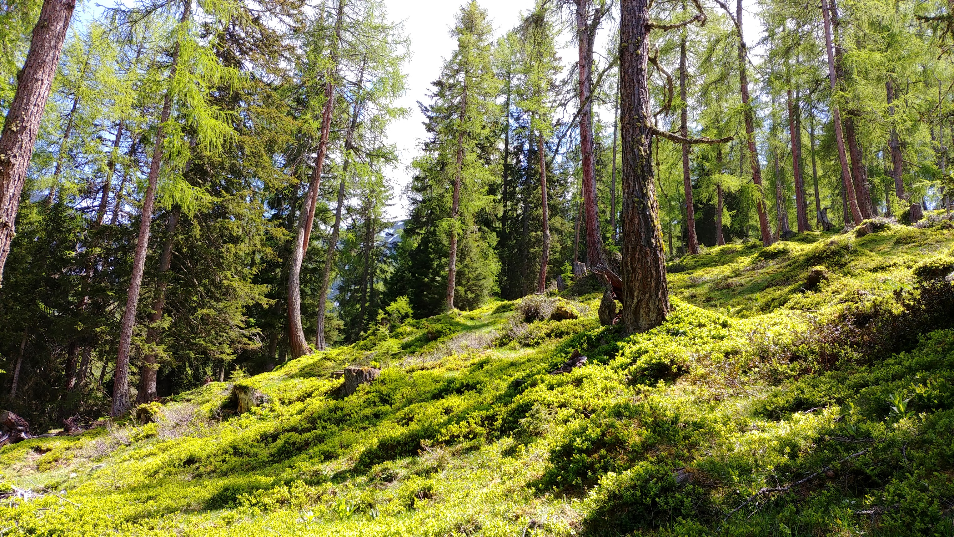 Sunlit forest with green undergrowth and tall trees HD Wallpaper