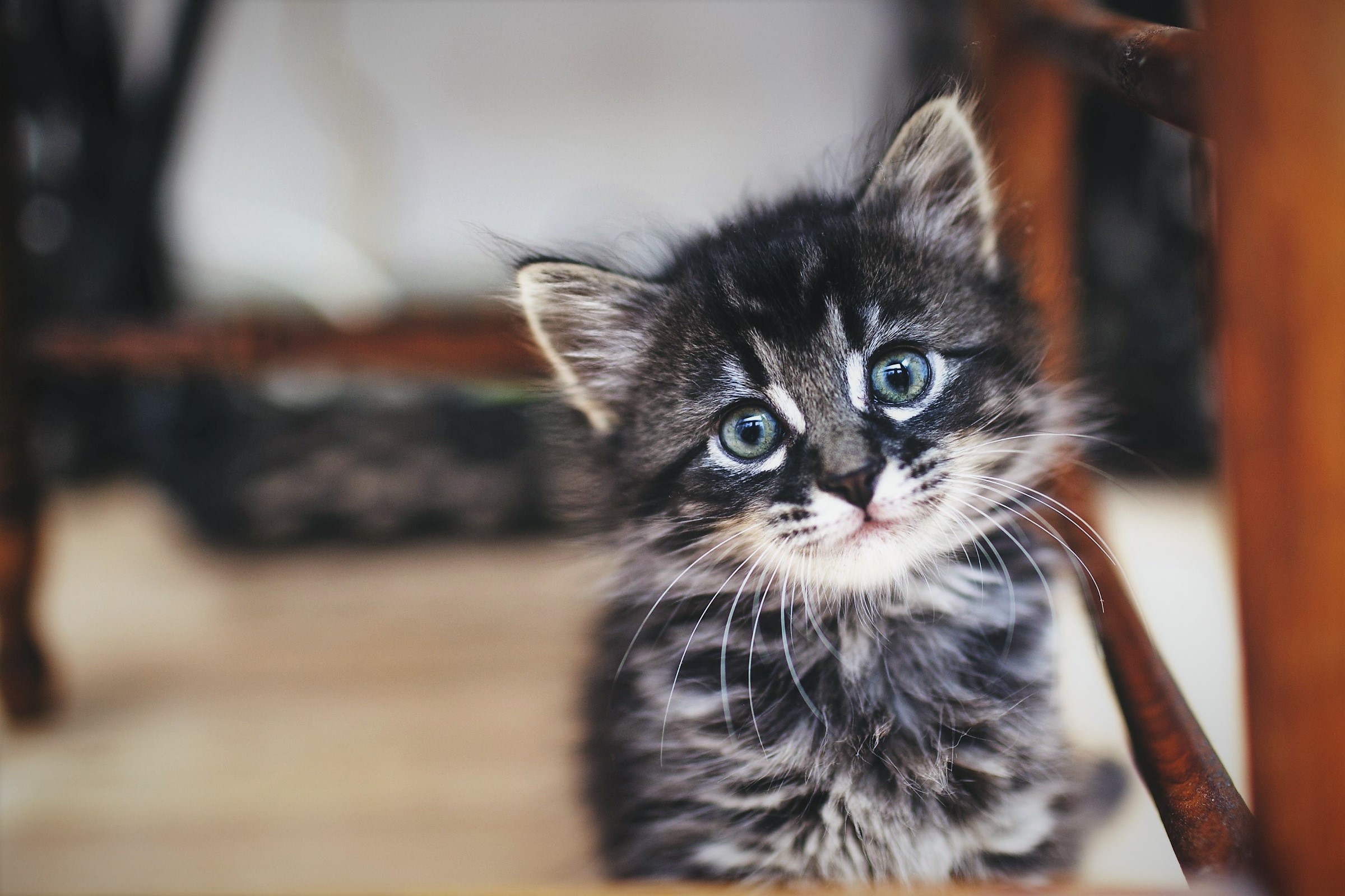 A fluffy kitten with blue eyes peeking out HD Wallpaper