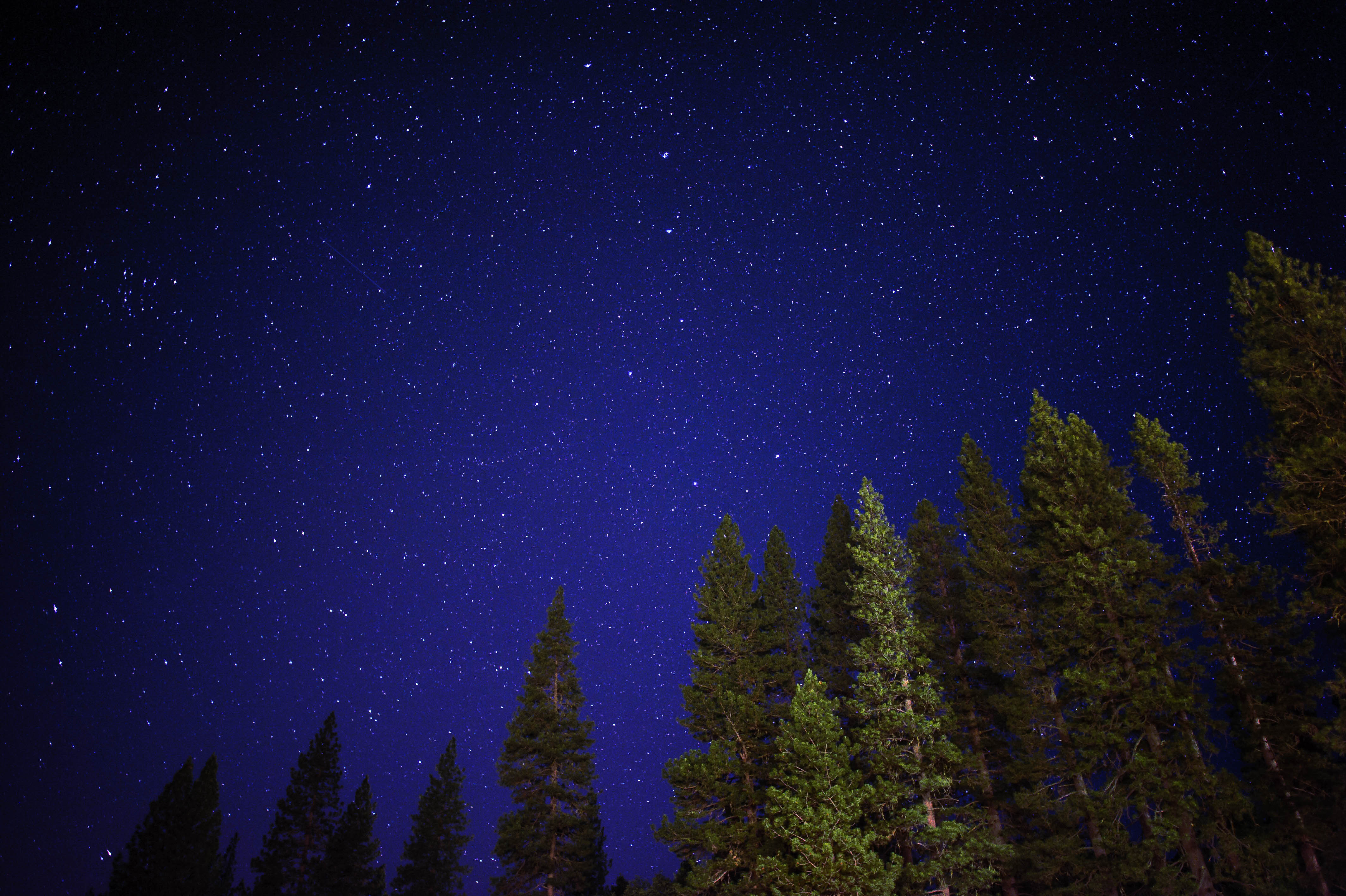 Starry night sky over pine trees HD Wallpaper