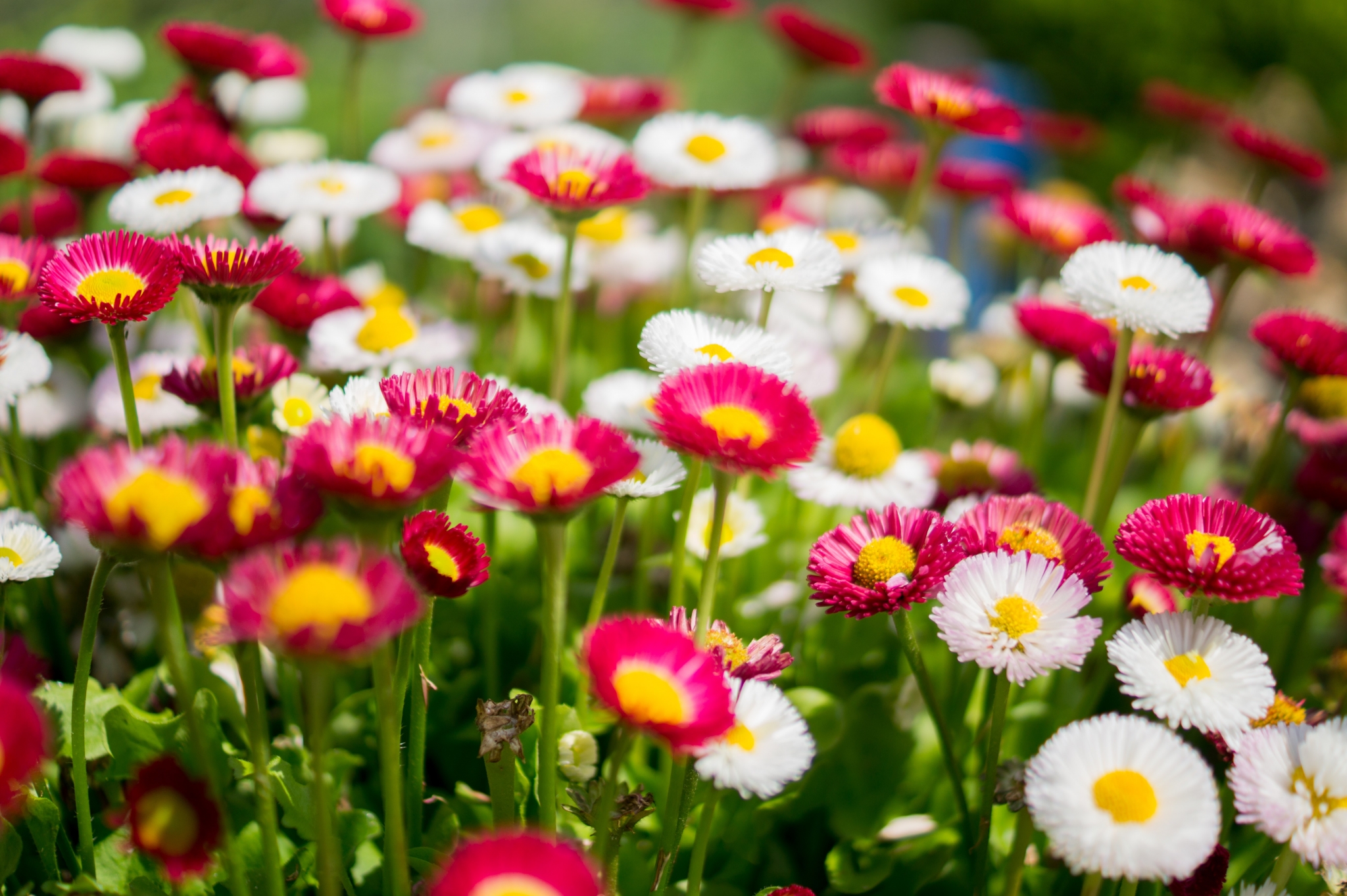 Field of pink and white daisies HD Wallpaper