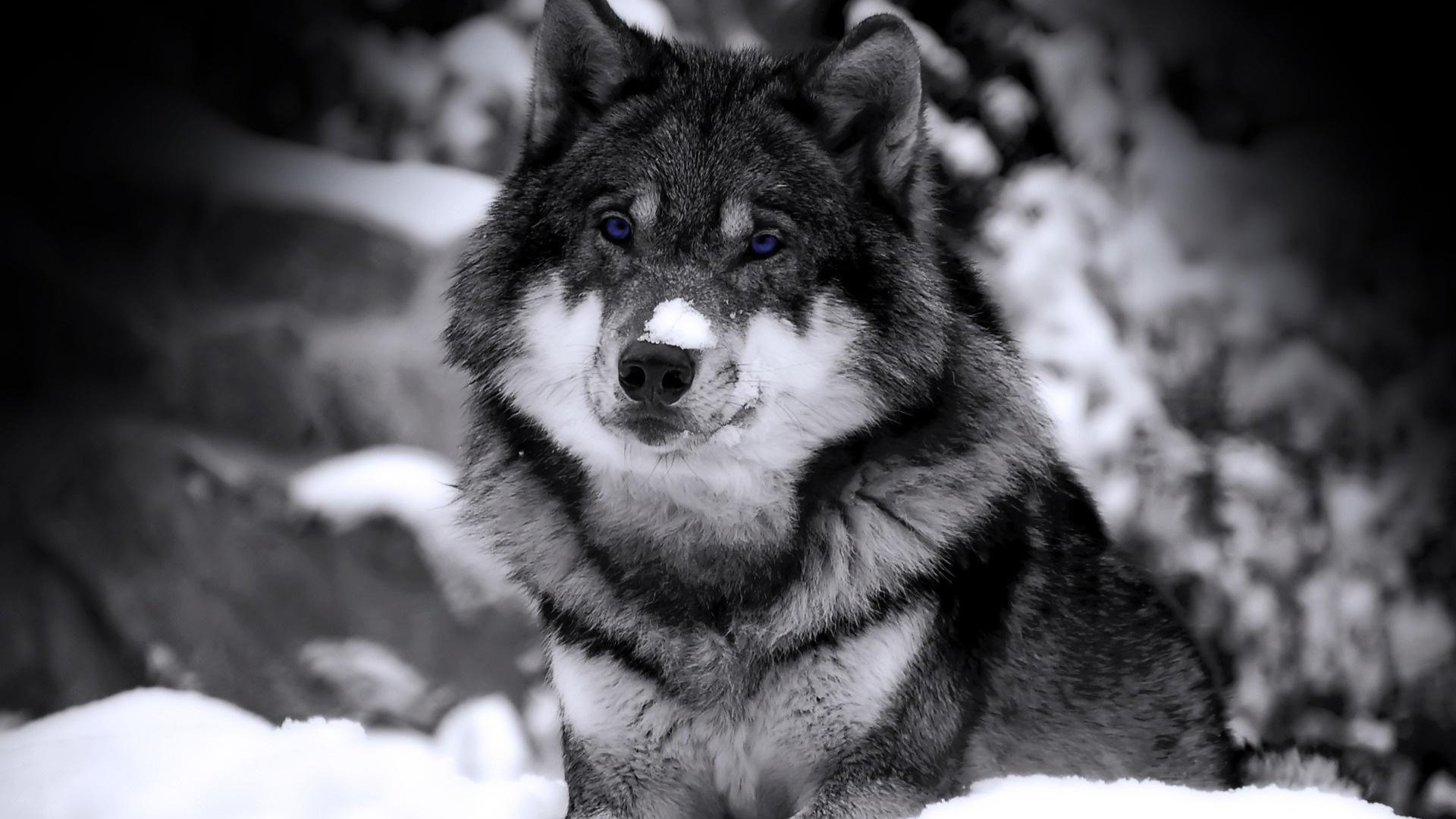 Wolf with blue eyes in the snow HD Wallpaper