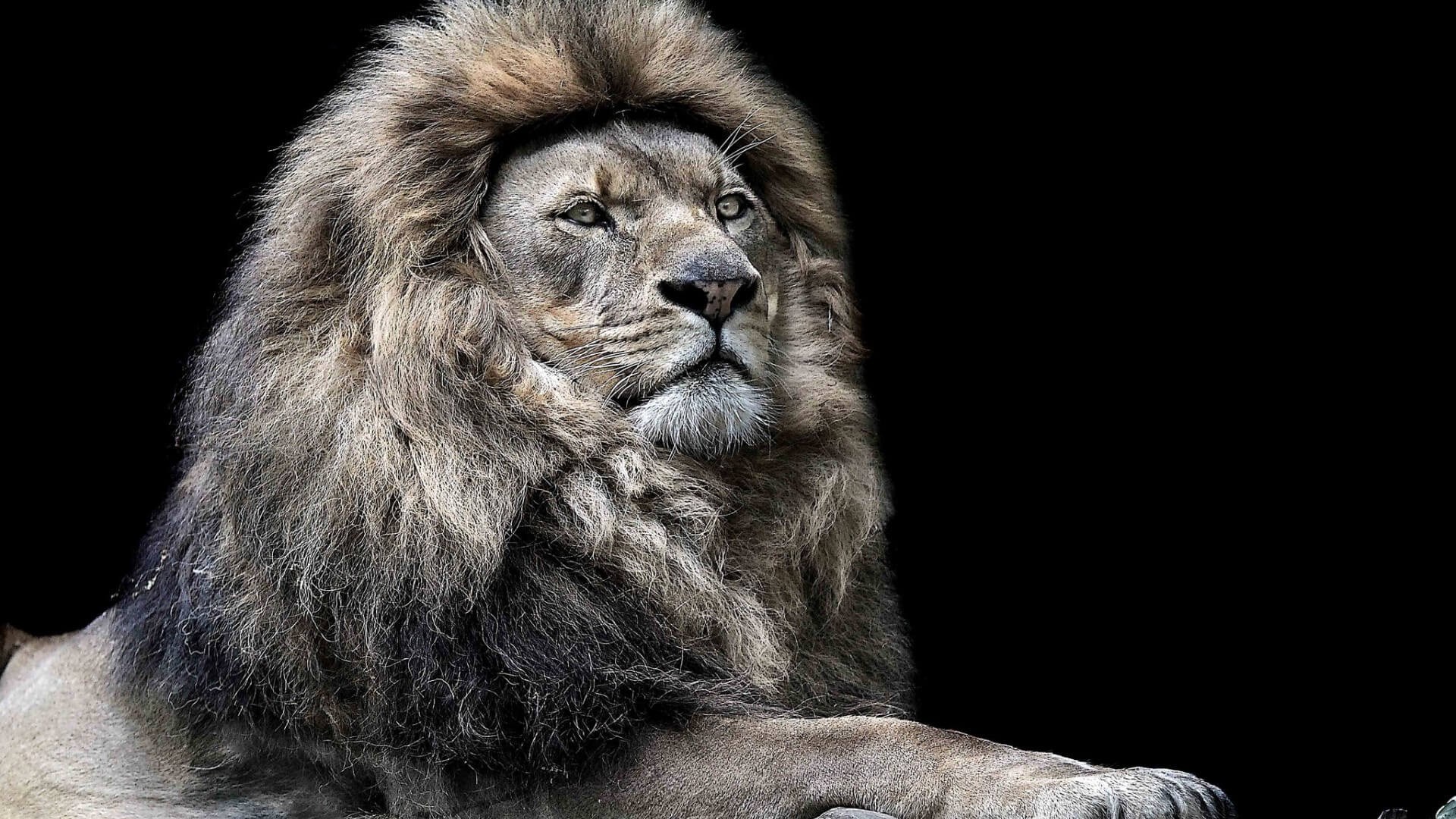 Lion with a mane on a black background HD Wallpaper