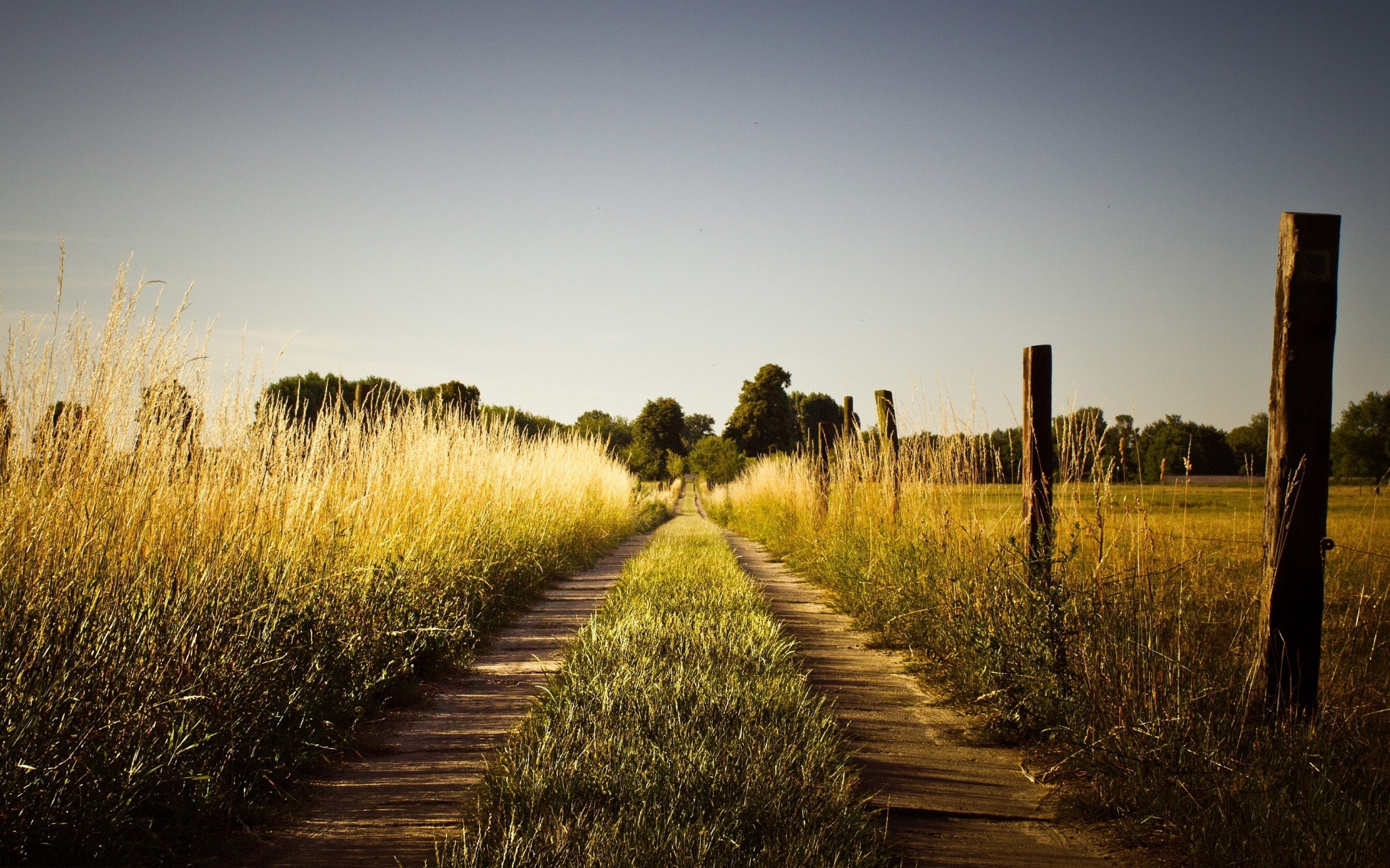 Dirt road through tall grass and trees HD Wallpaper