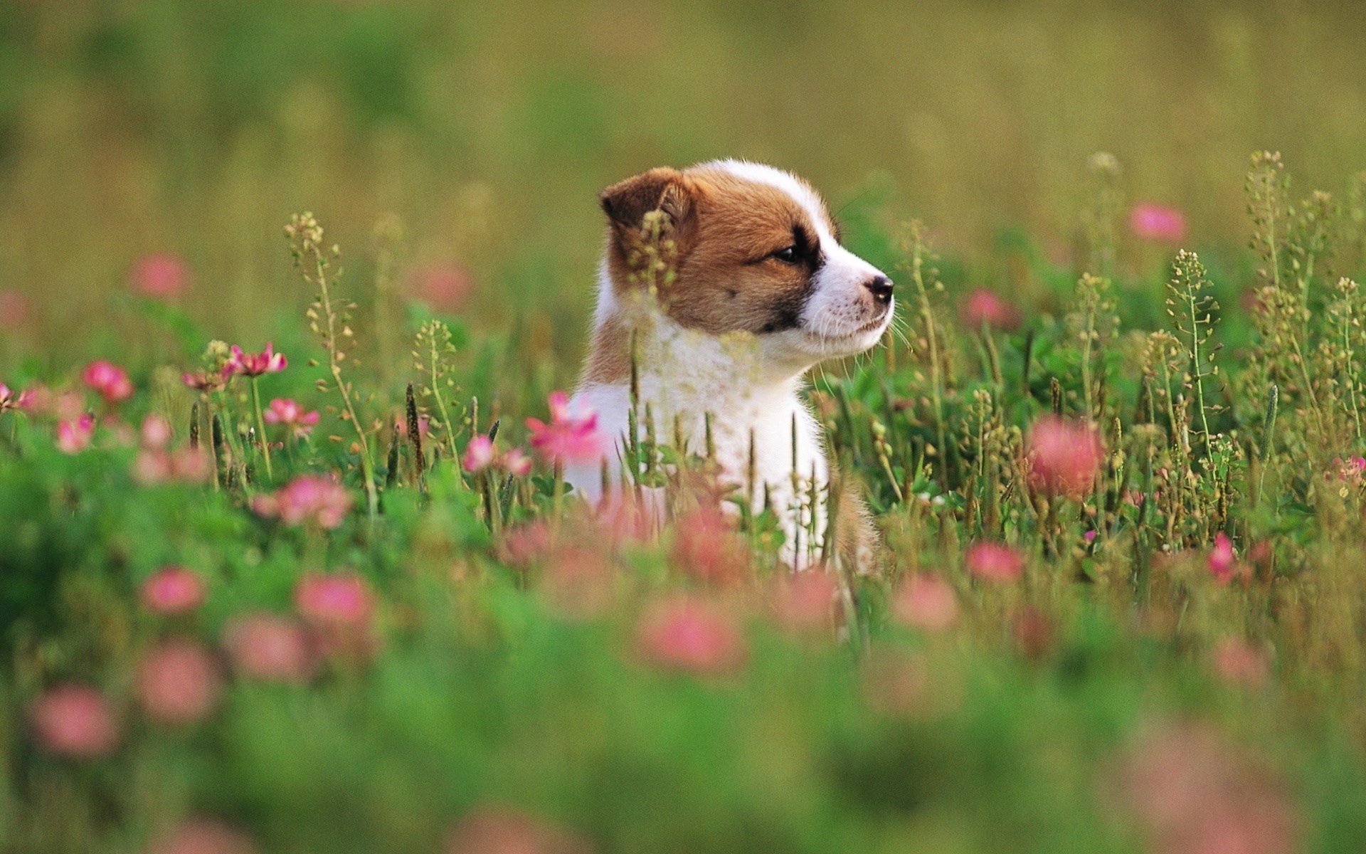 Puppy in a field of flowers HD Wallpaper