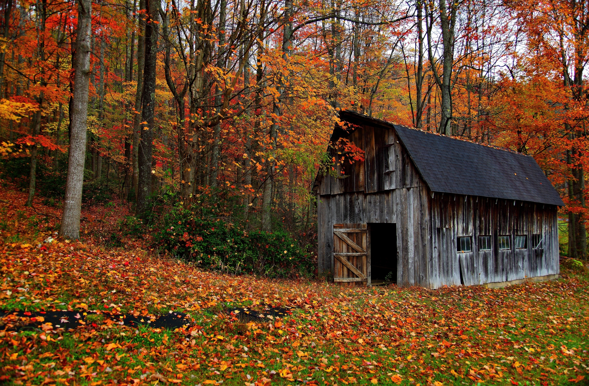 Rustic barn in autumn forest with fallen leaves HD Wallpaper