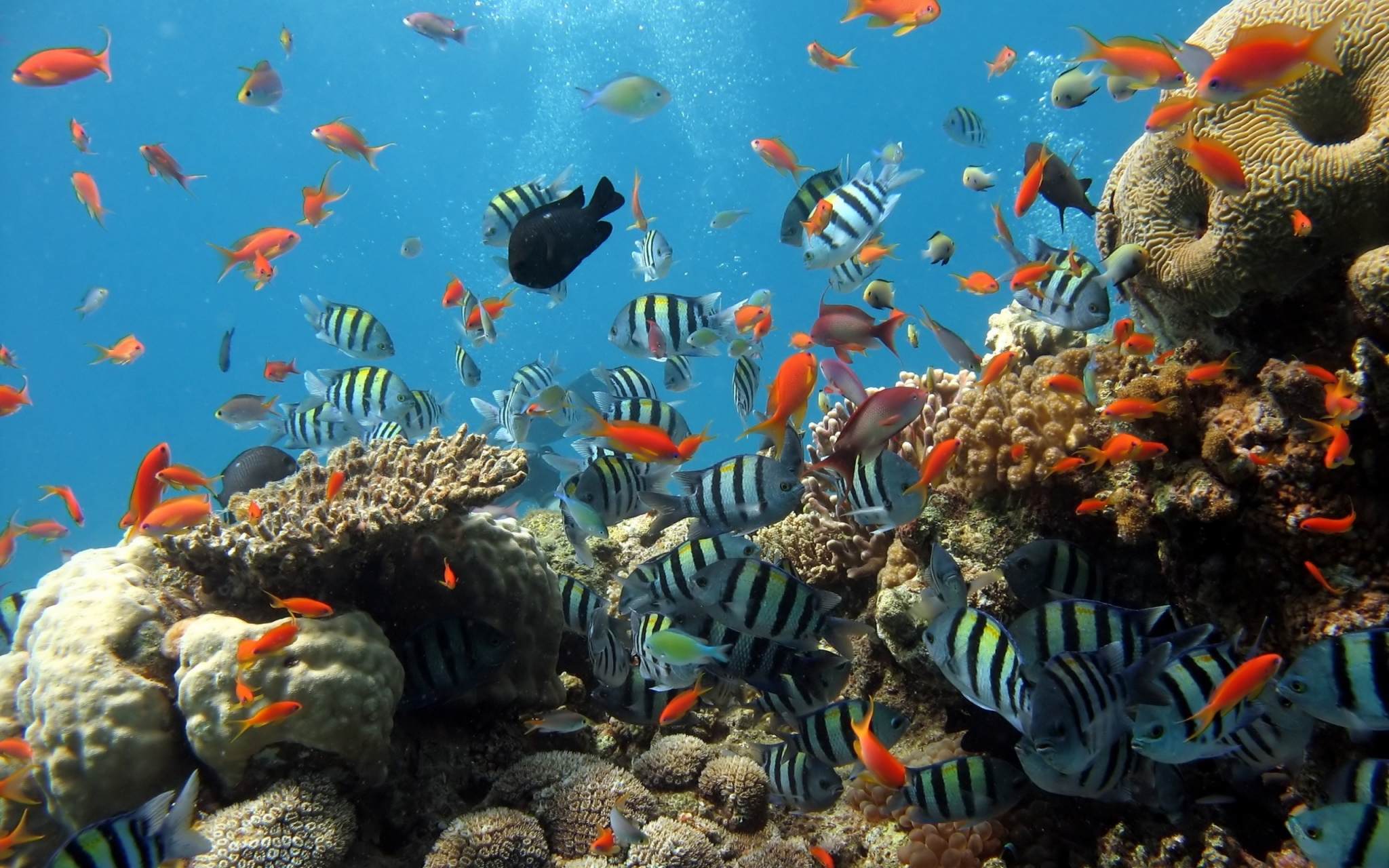 School of fish swimming around coral reef HD Wallpaper