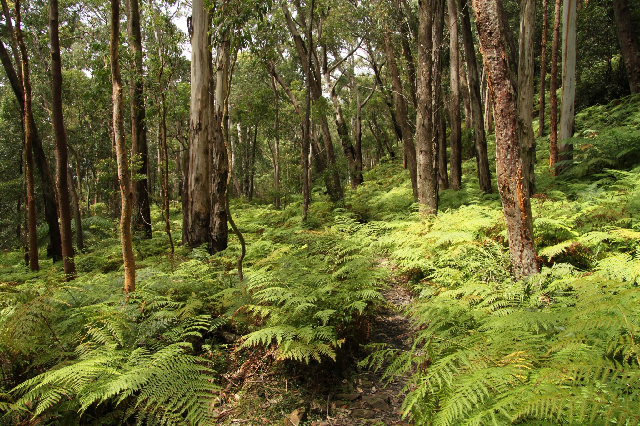 Forest path with ferns and tall trees HD Wallpaper