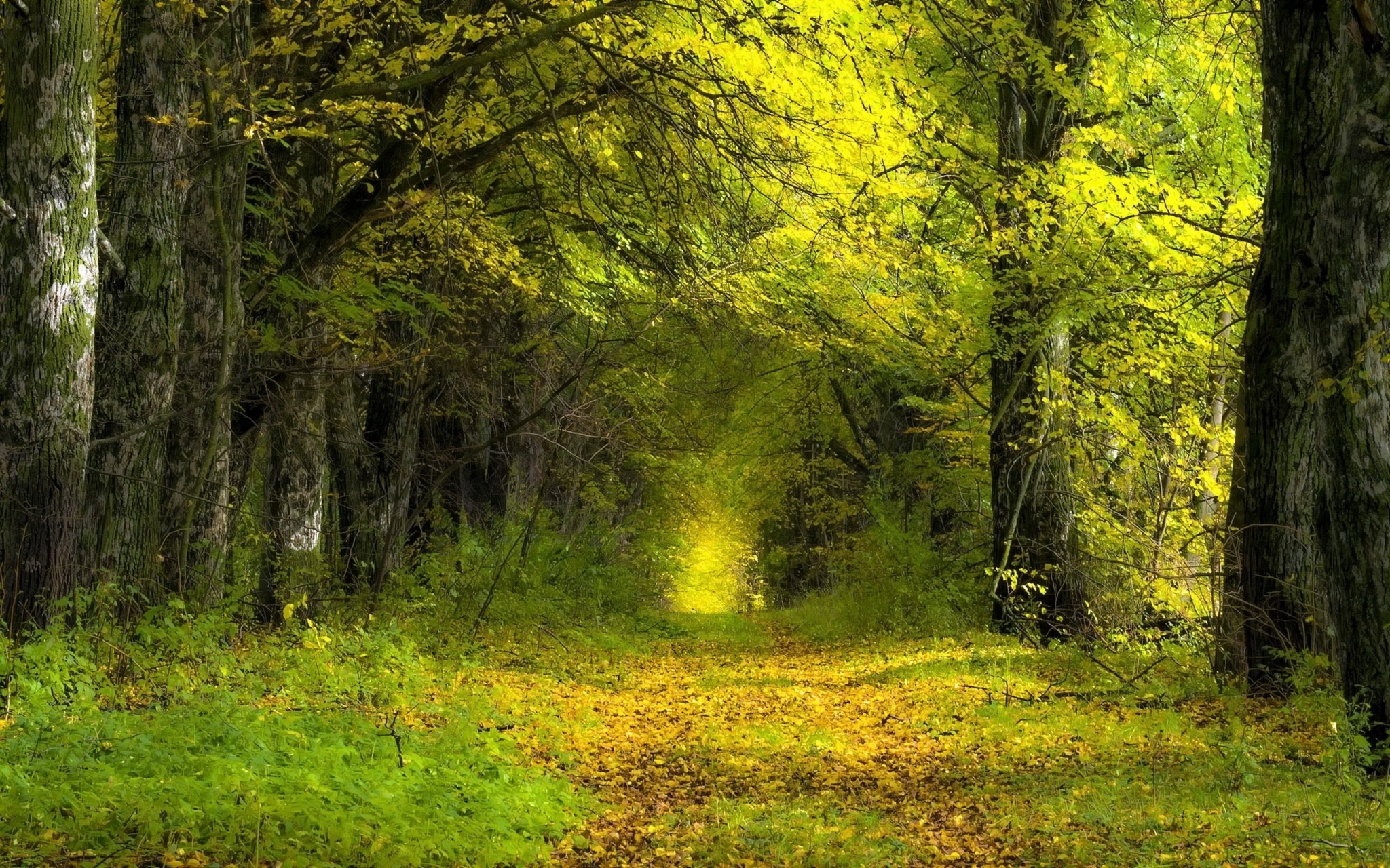 Forest path with fallen leaves and trees HD Wallpaper