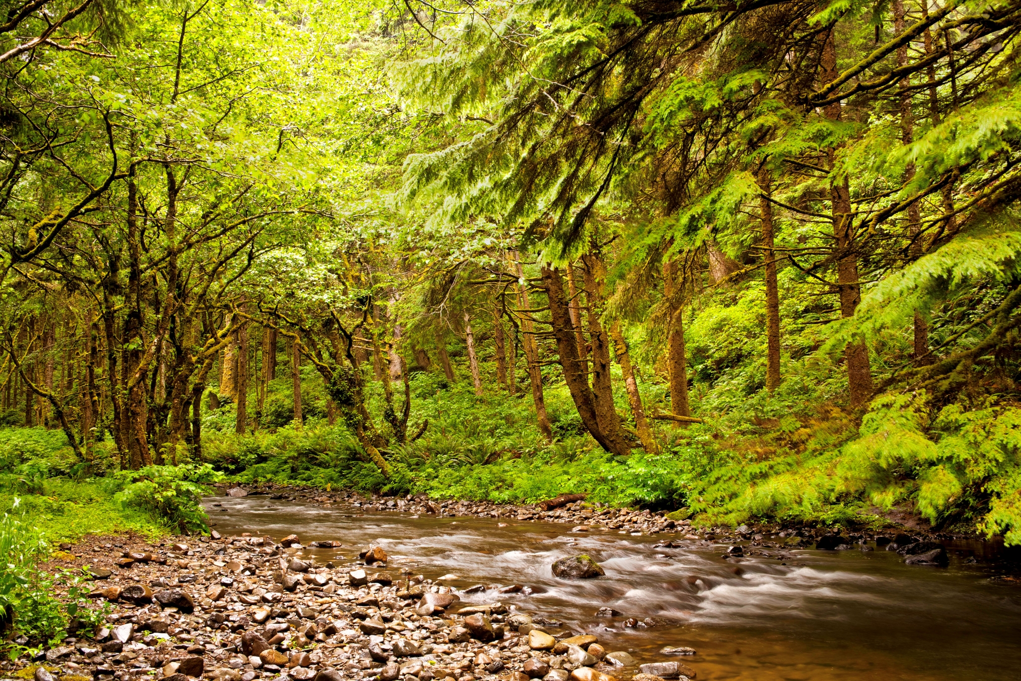 Forest with a stream HD Wallpaper