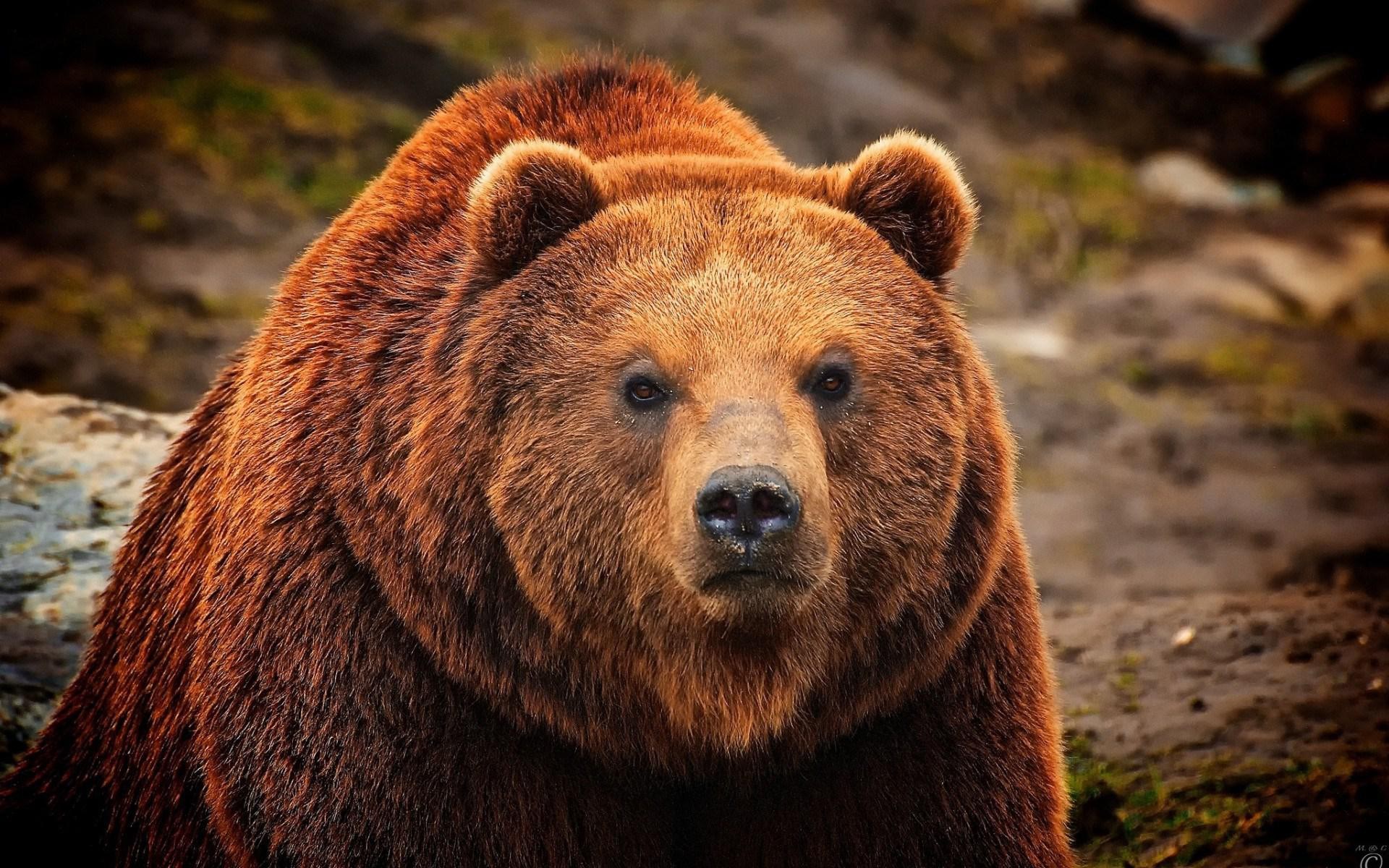 Brown Bear Close-up Portrait HD Wallpaper