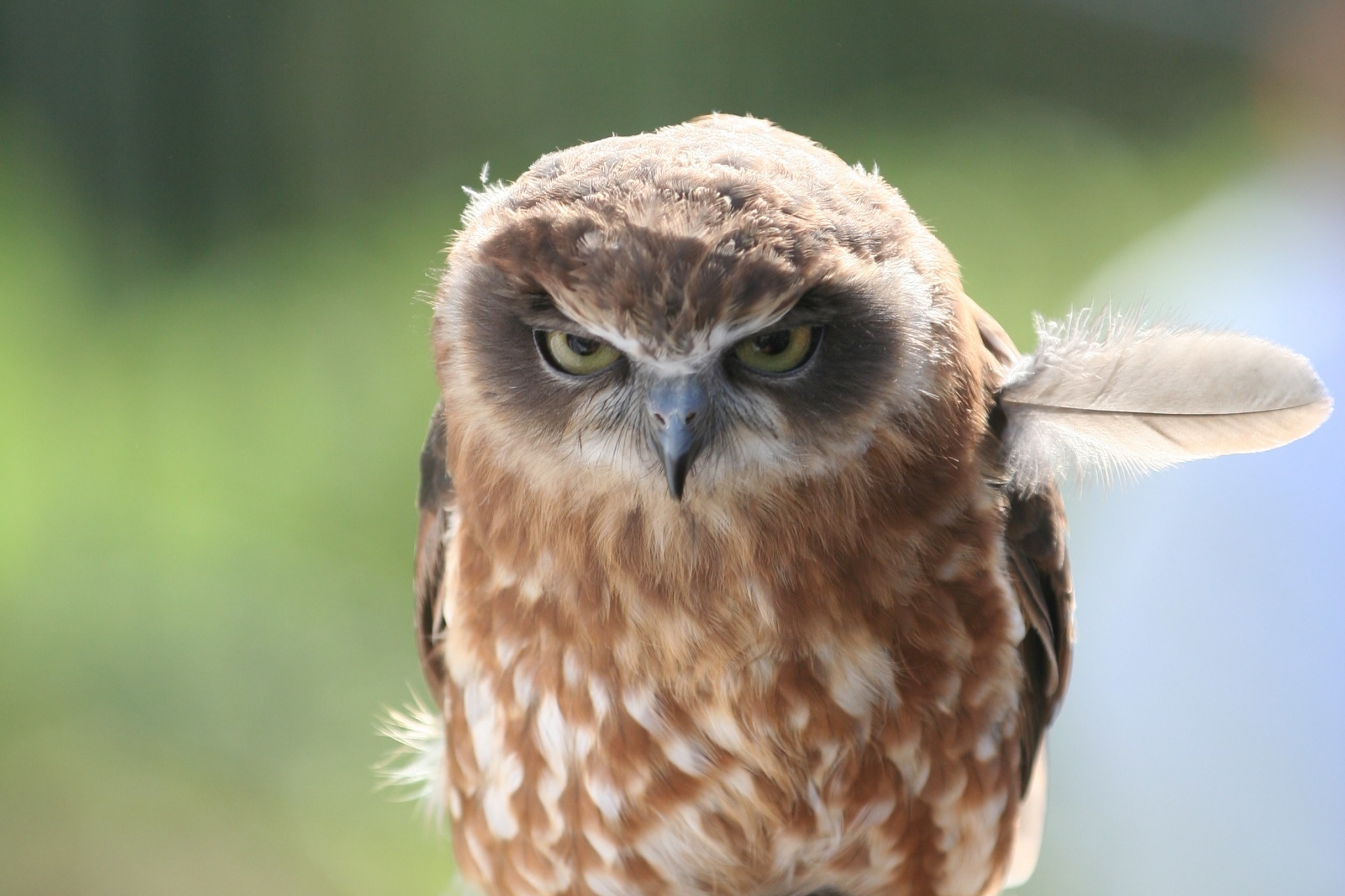 Close-up of a brown owl with a feather HD Wallpaper