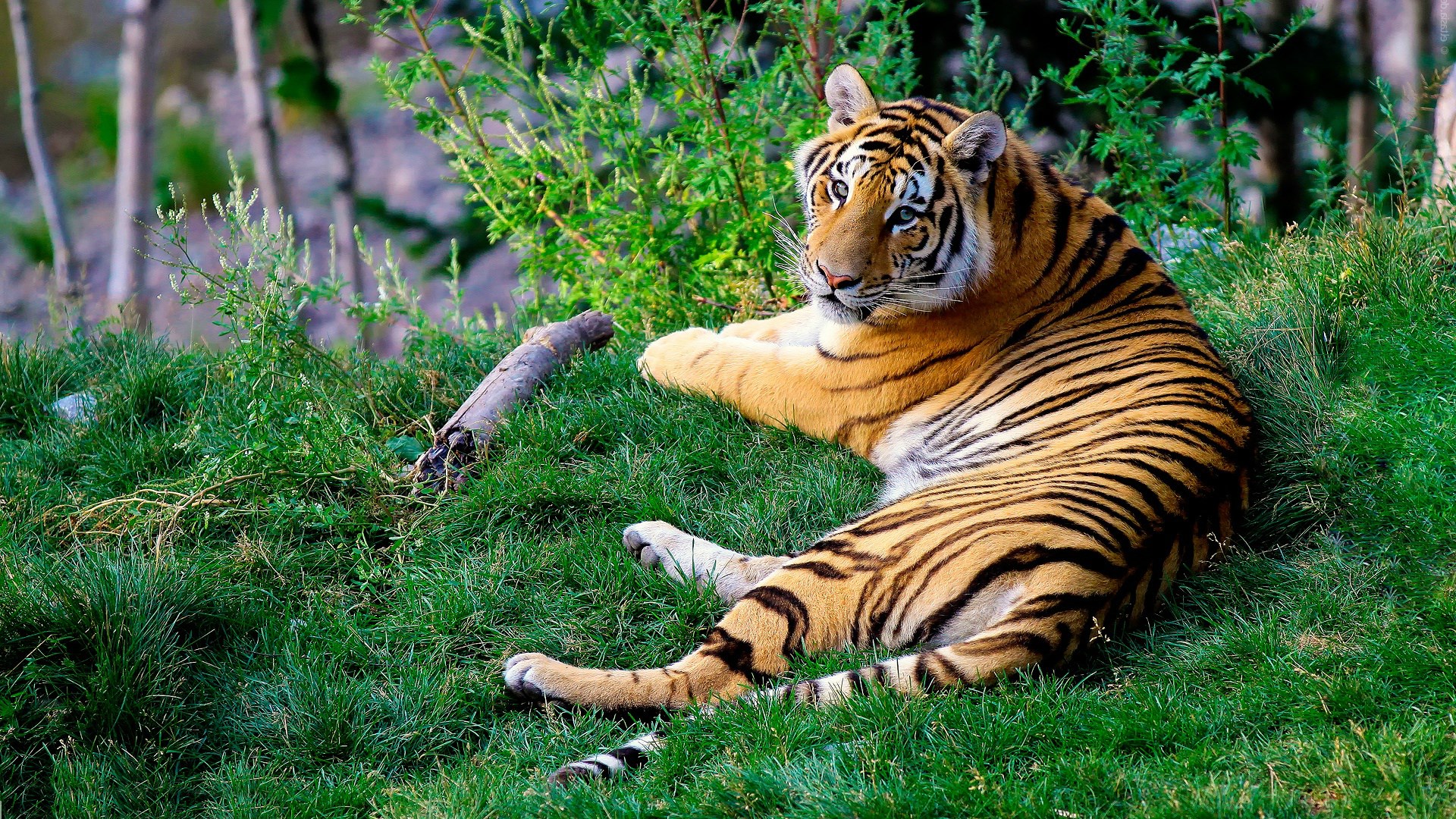 Tiger resting on a grassy hill HD Wallpaper