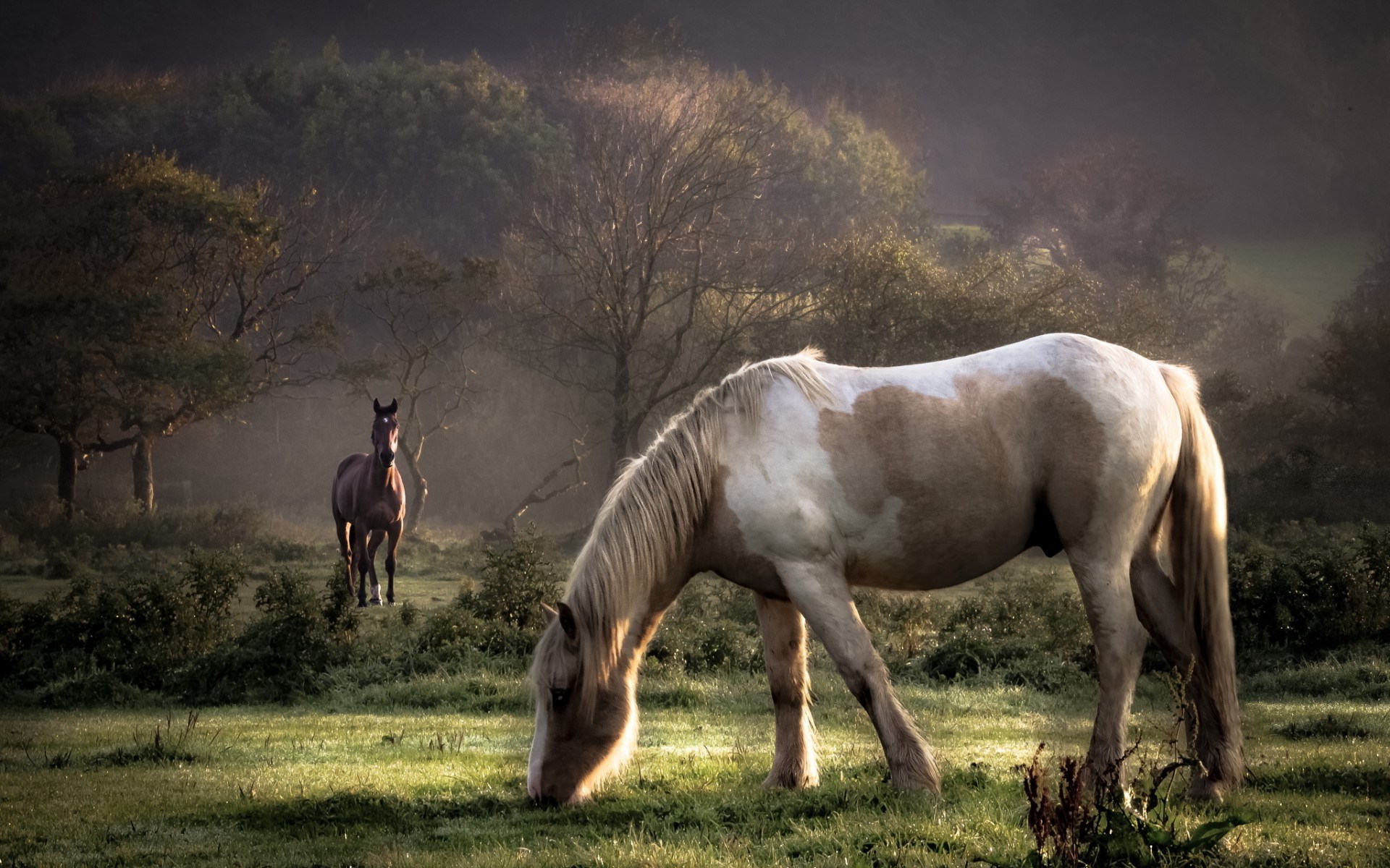 Two horses grazing in a misty forest clearing HD Wallpaper