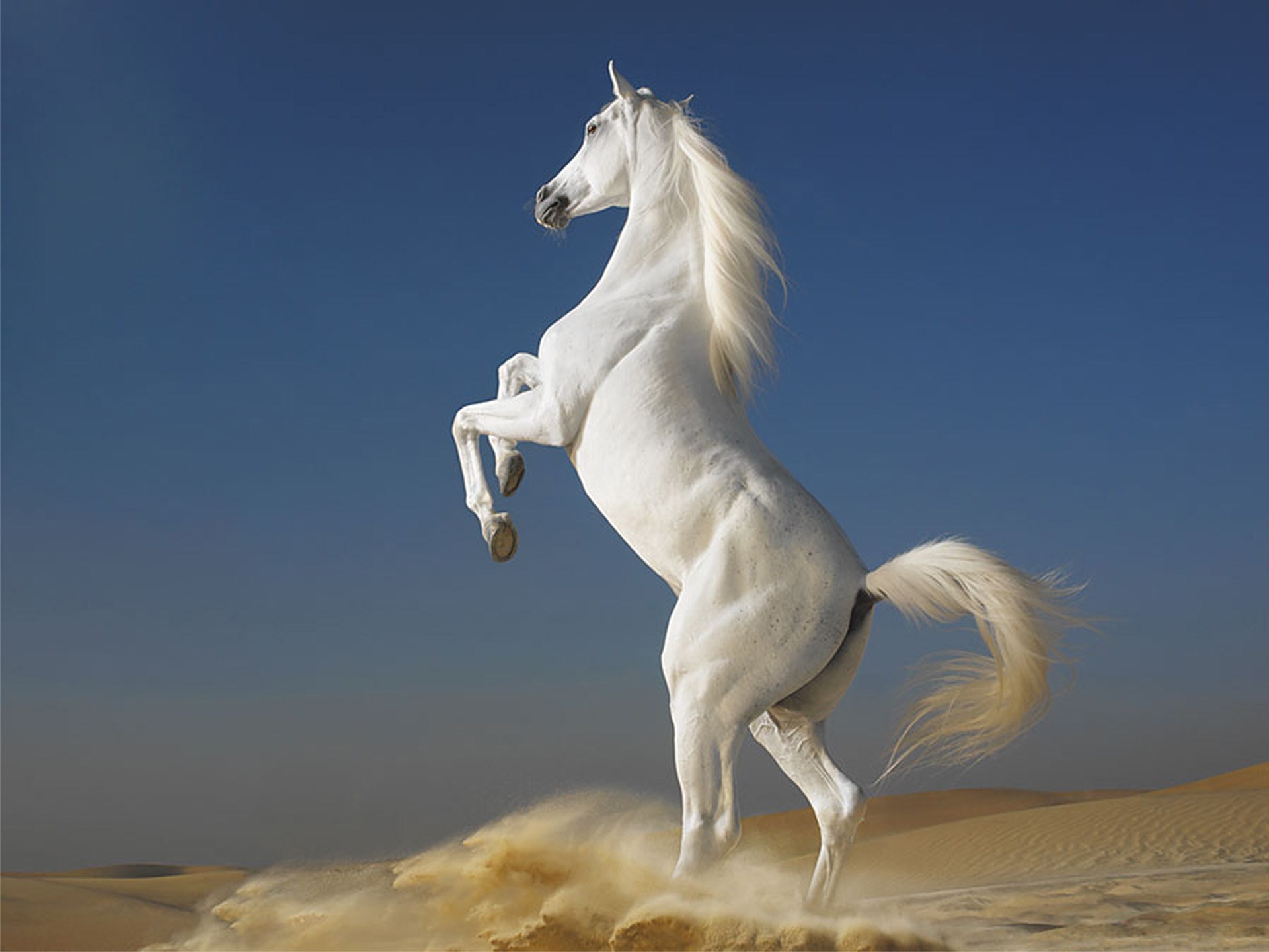 White horse rearing up in a desert HD Wallpaper