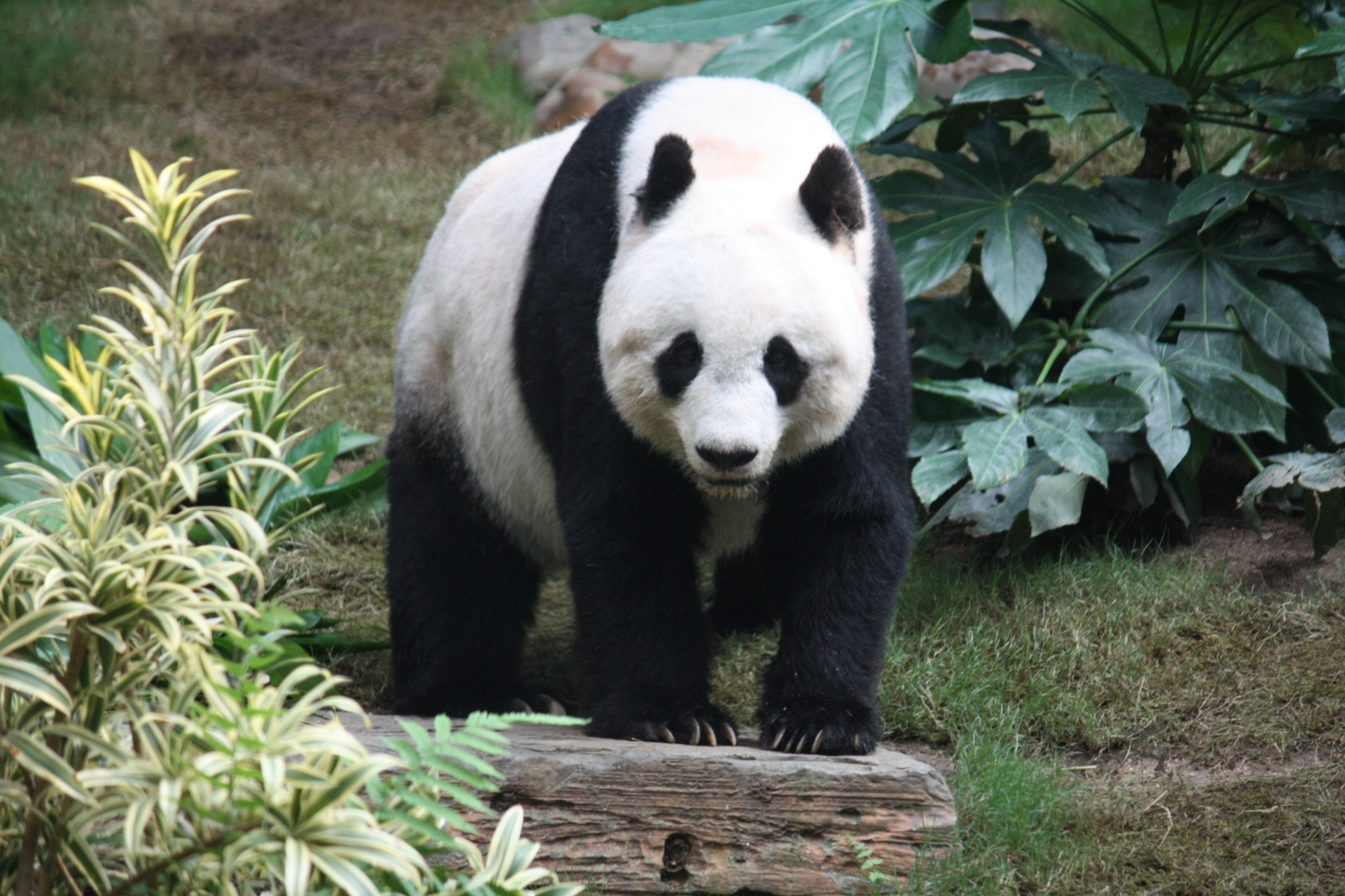 Panda standing on a log in a garden HD Wallpaper