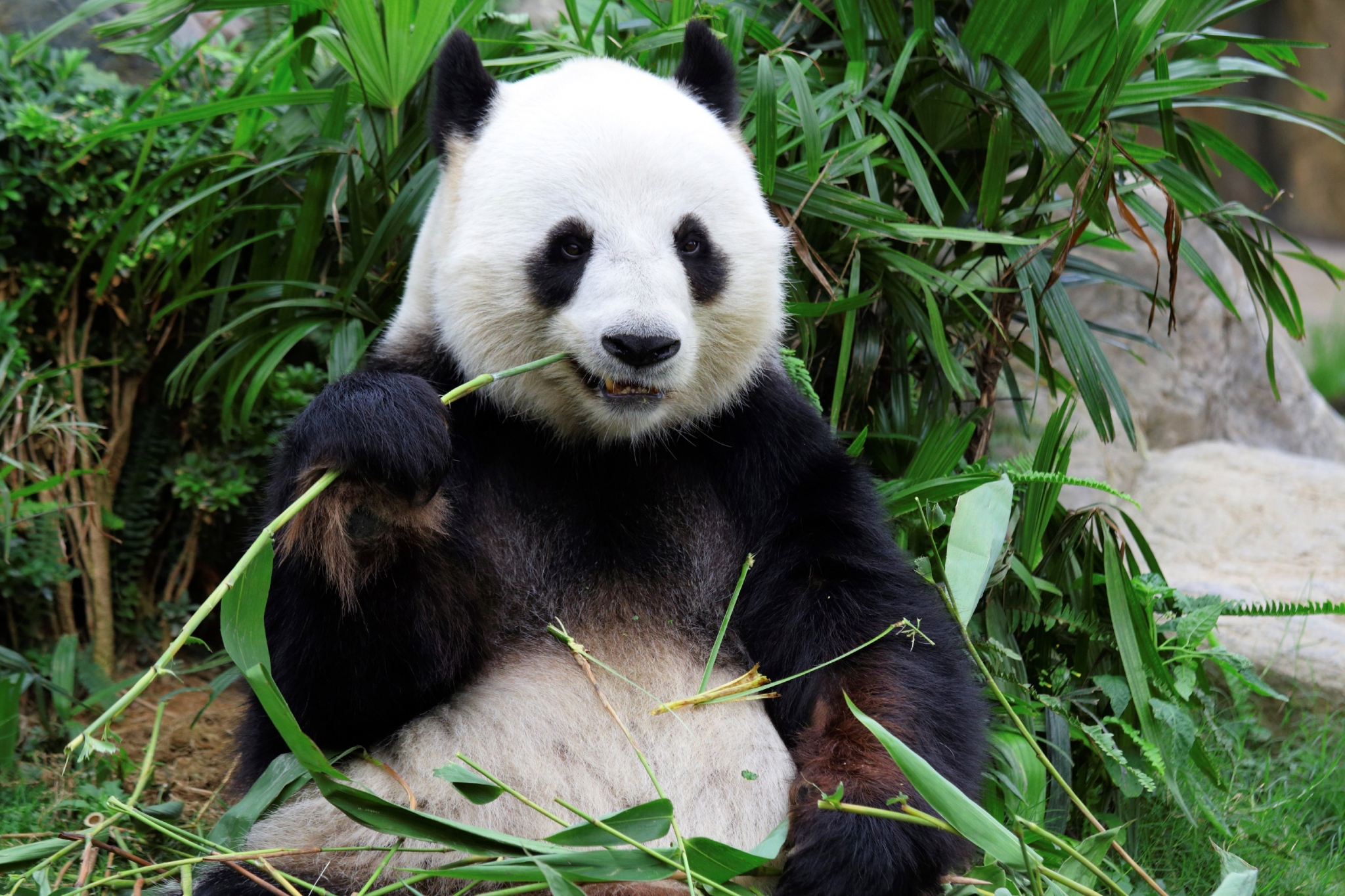 Giant panda eating bamboo in a forest HD Wallpaper