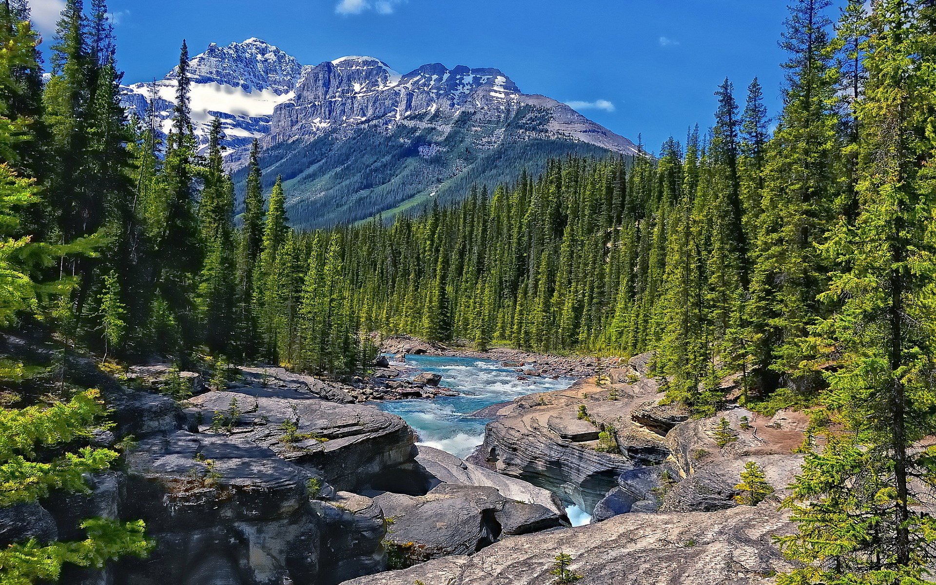 Mountain river flowing through a pine forest HD Wallpaper