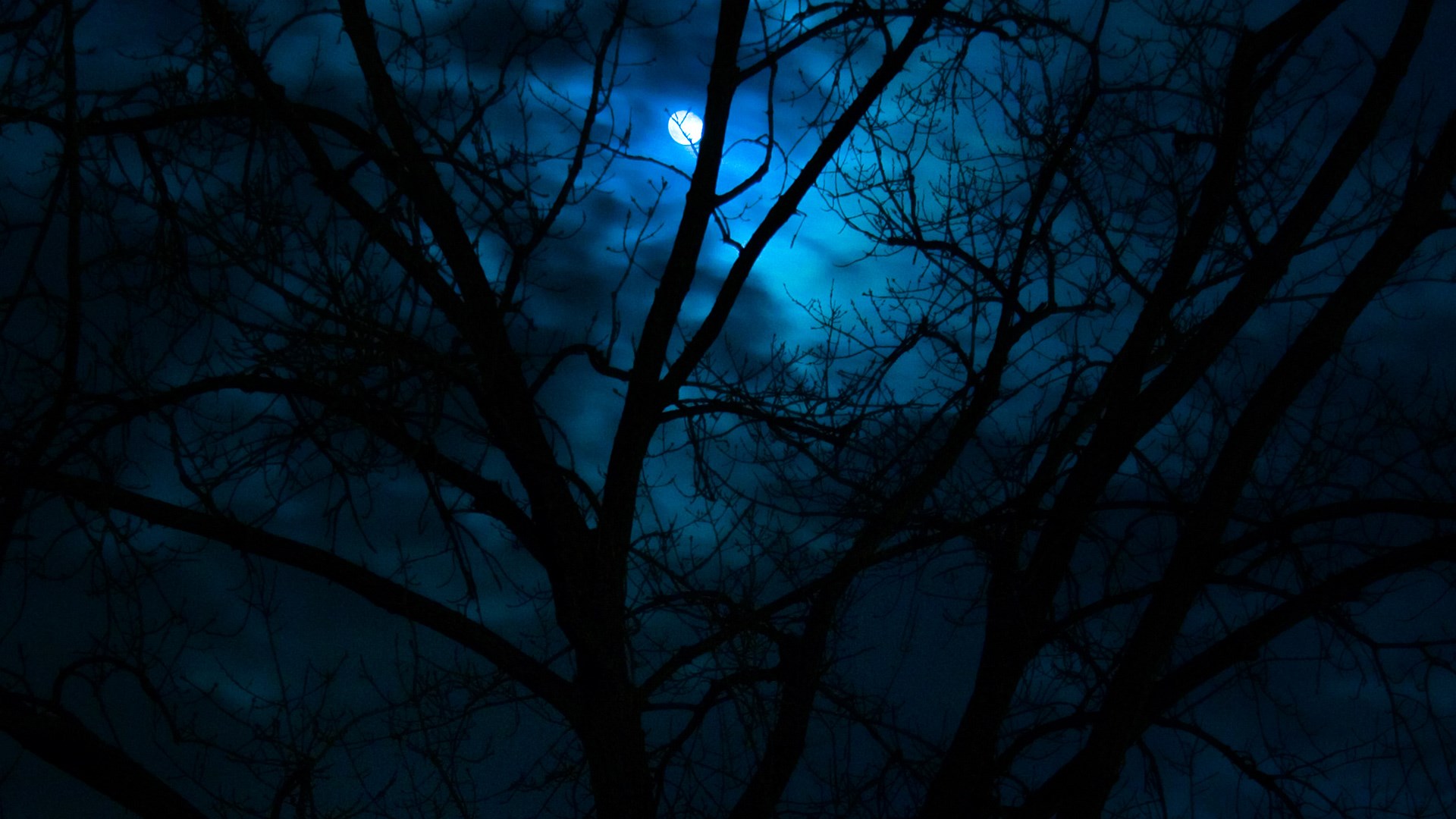 Dark Night Sky with Moon and Tree Branches HD Wallpaper