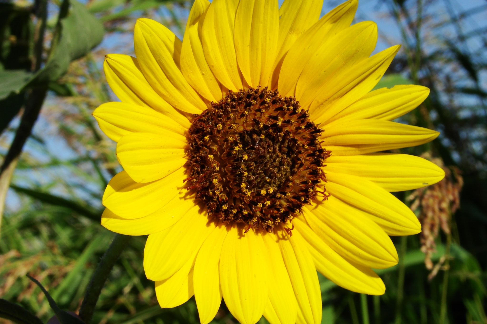Close-up of a bright yellow sunflower HD Wallpaper