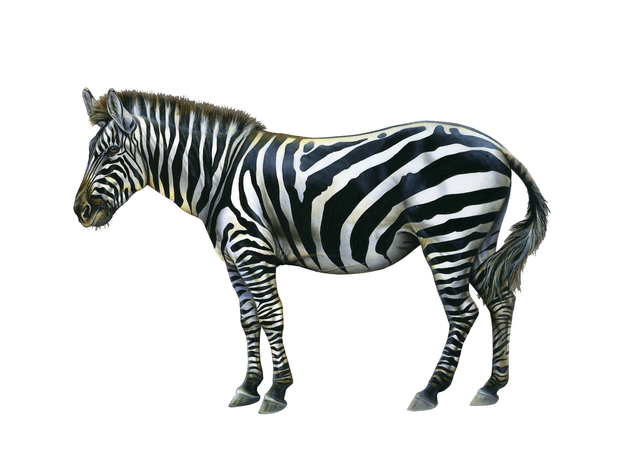 Zebra with Black and White Stripes HD Wallpaper
