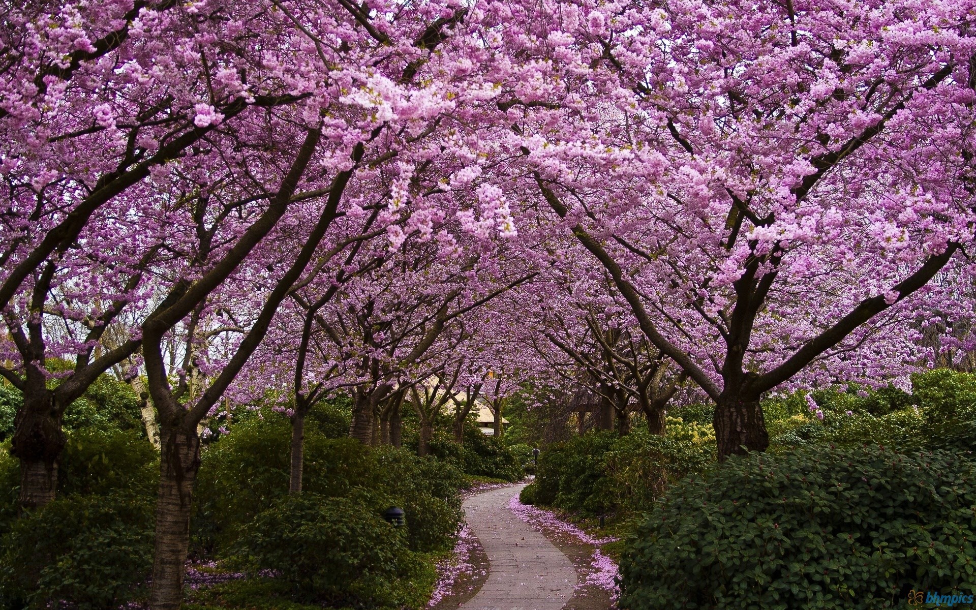 Path lined with blooming cherry blossom trees HD Wallpaper