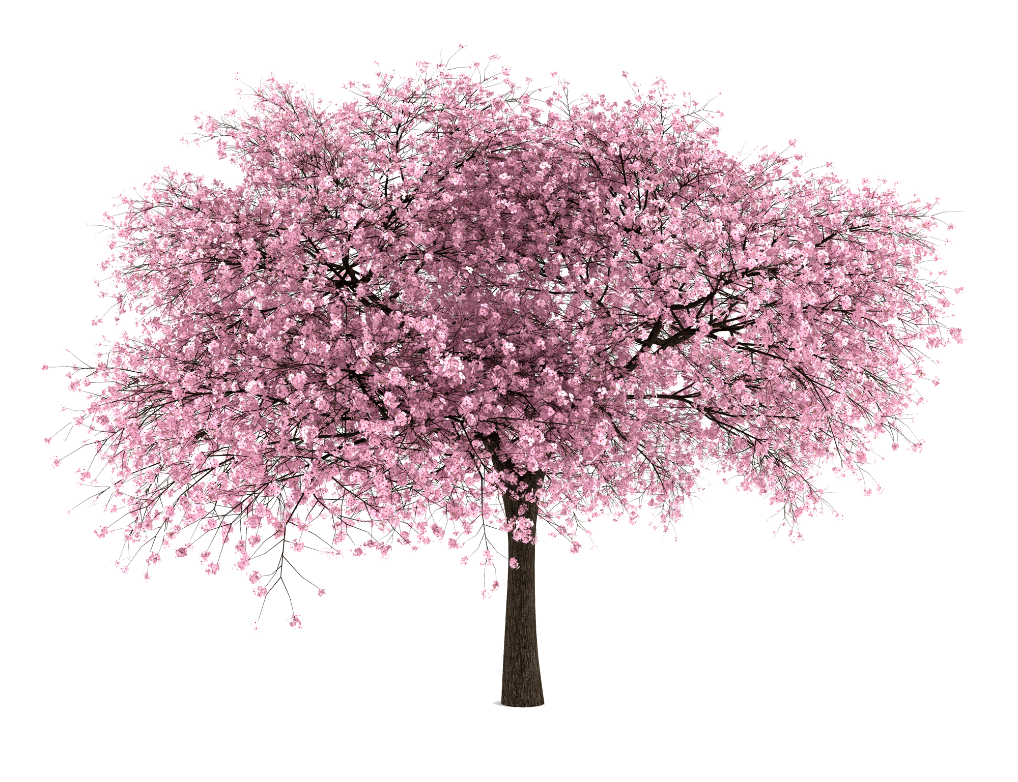 Pink cherry blossom tree HD Wallpaper