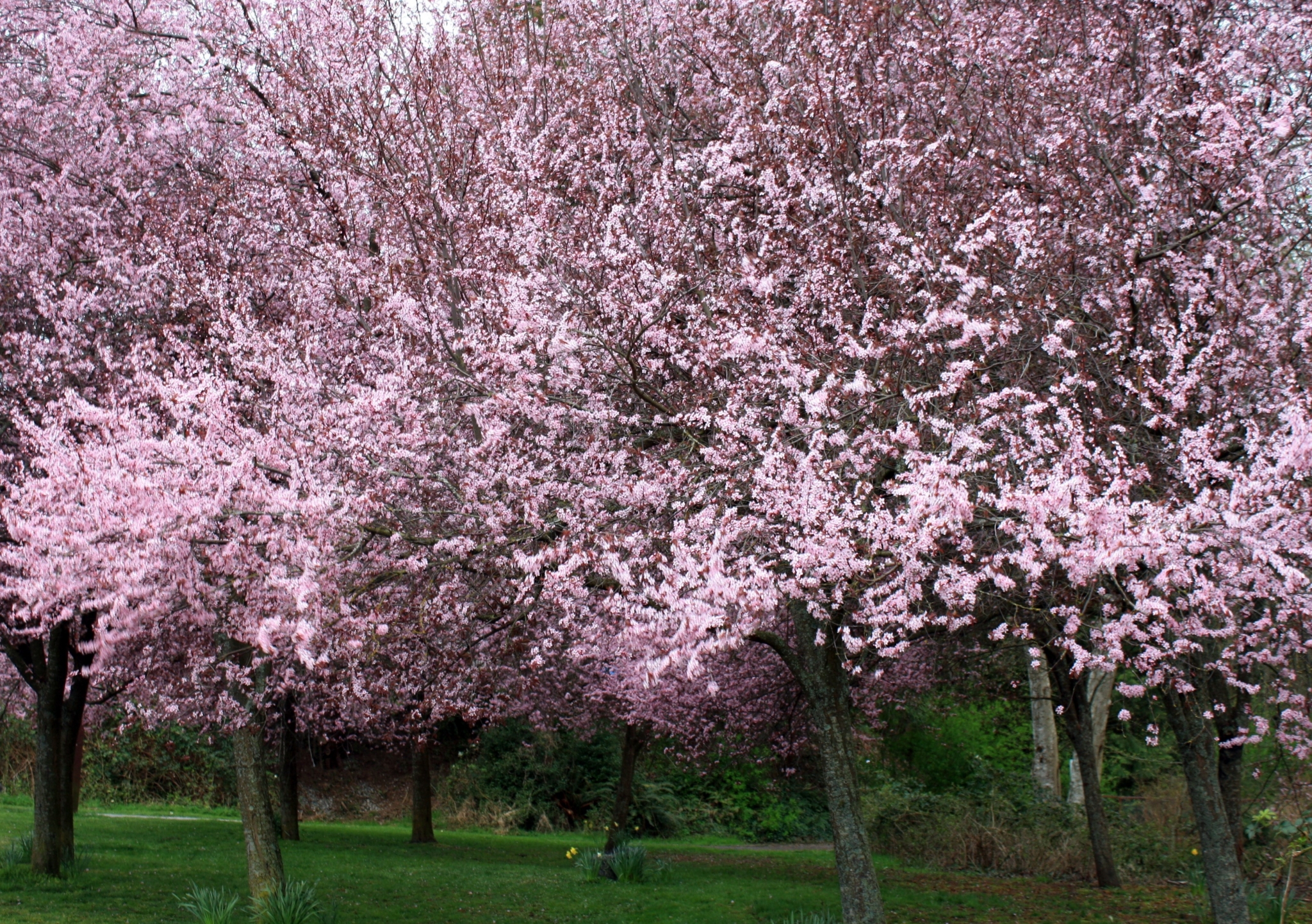 Pink Cherry Blossom Trees in Bloom HD Wallpaper