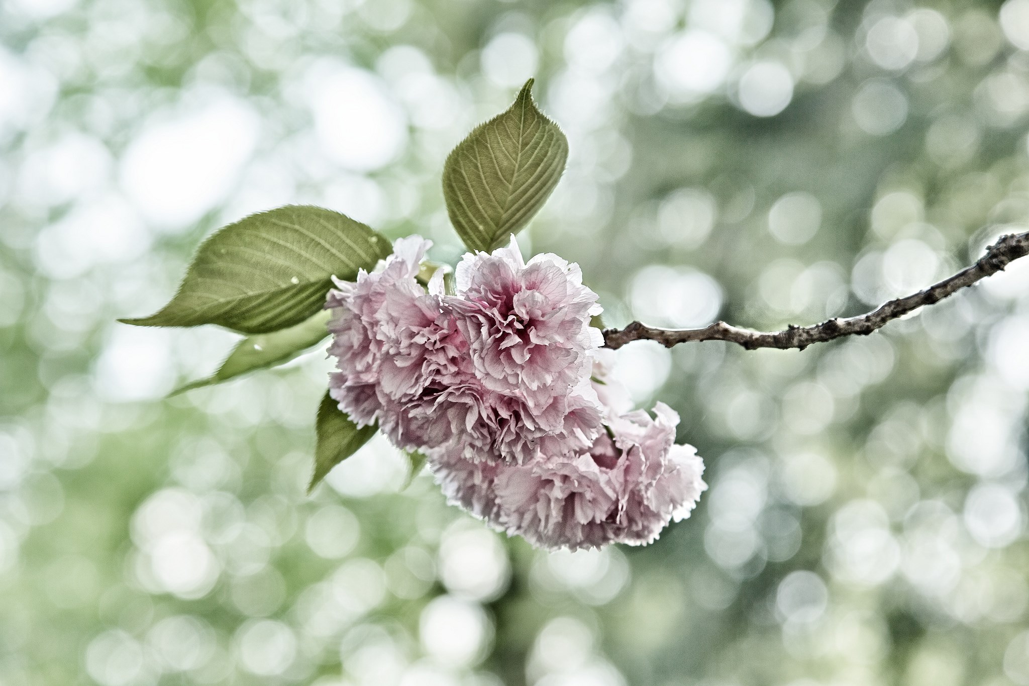 Pink cherry blossoms on a branch HD Wallpaper