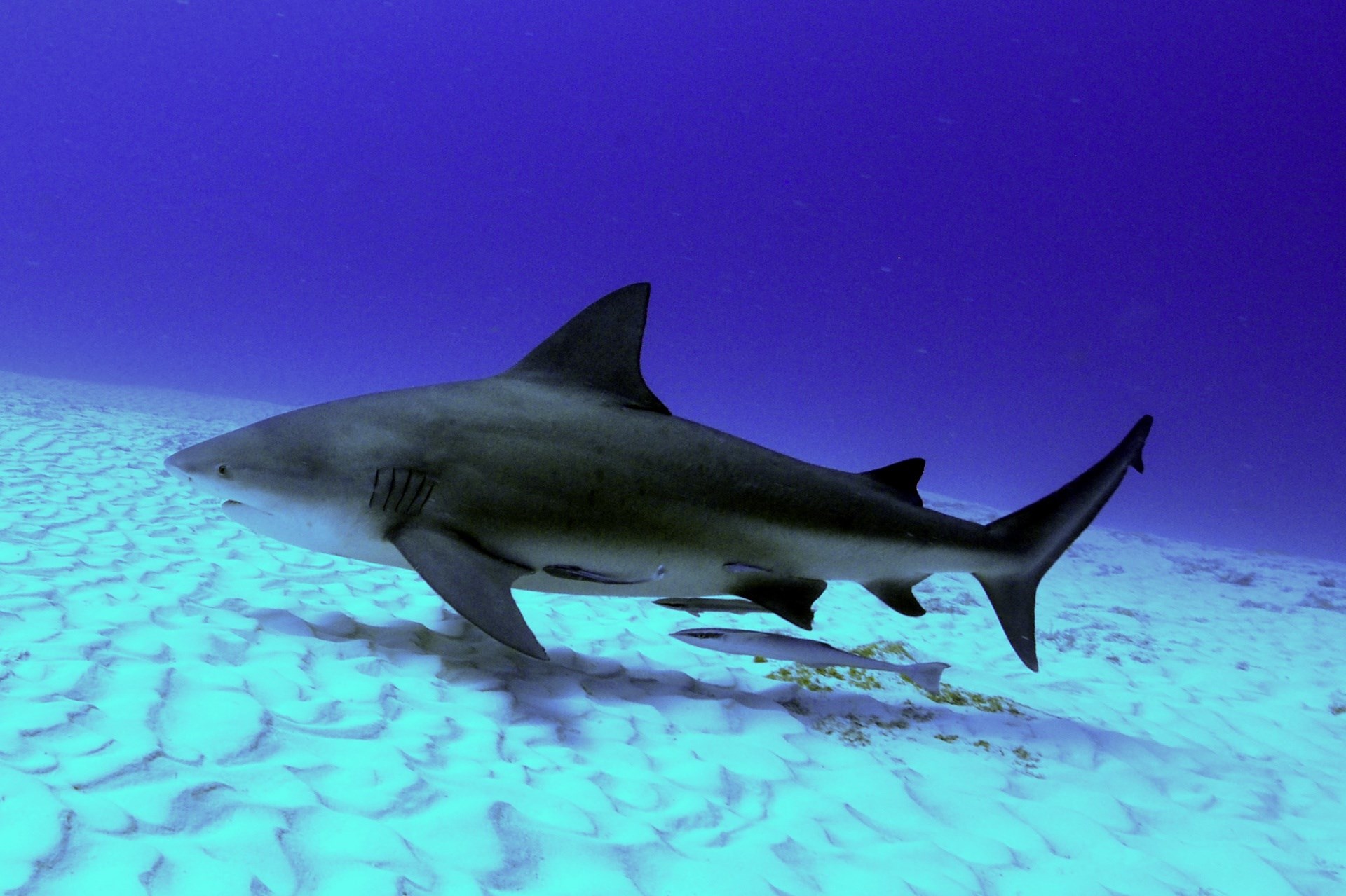 Shark swimming over sandy ocean floor HD Wallpaper