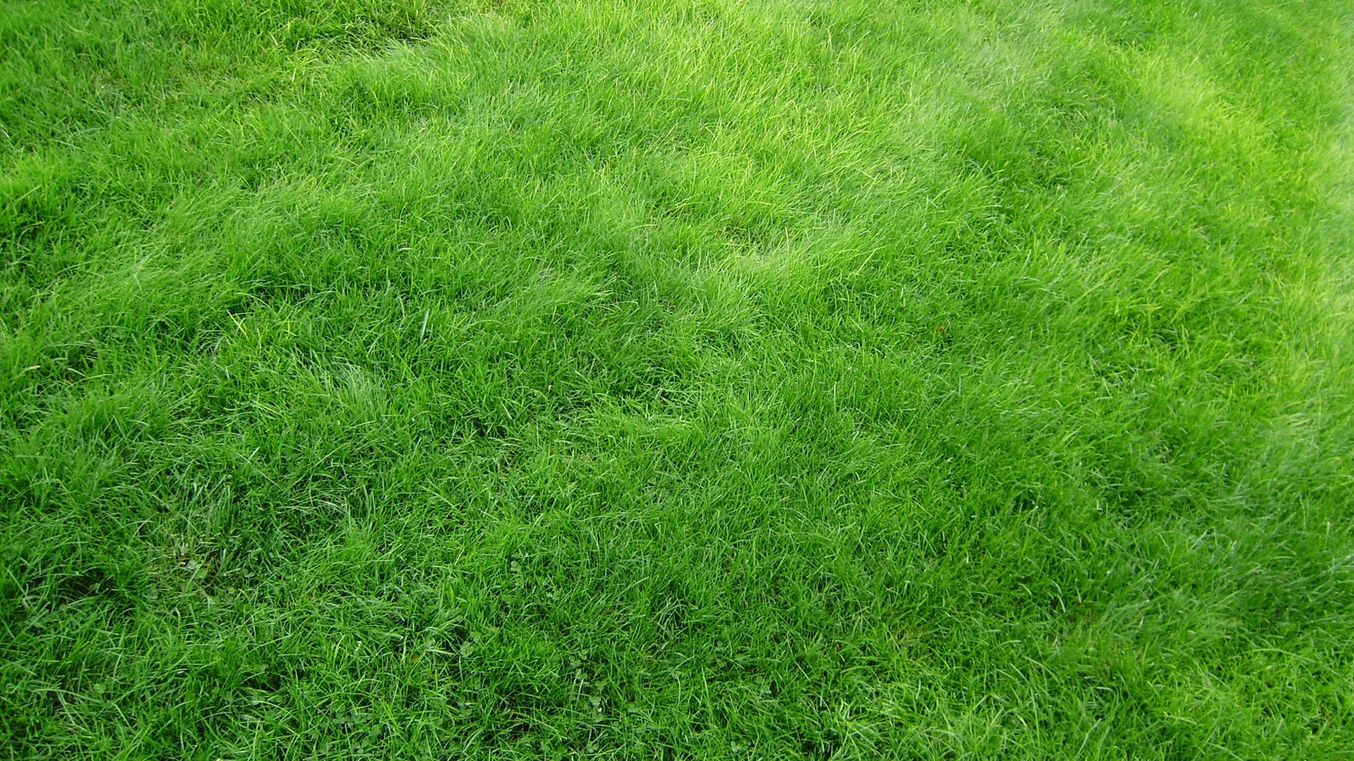 Green grass texture for backgrounds HD Wallpaper