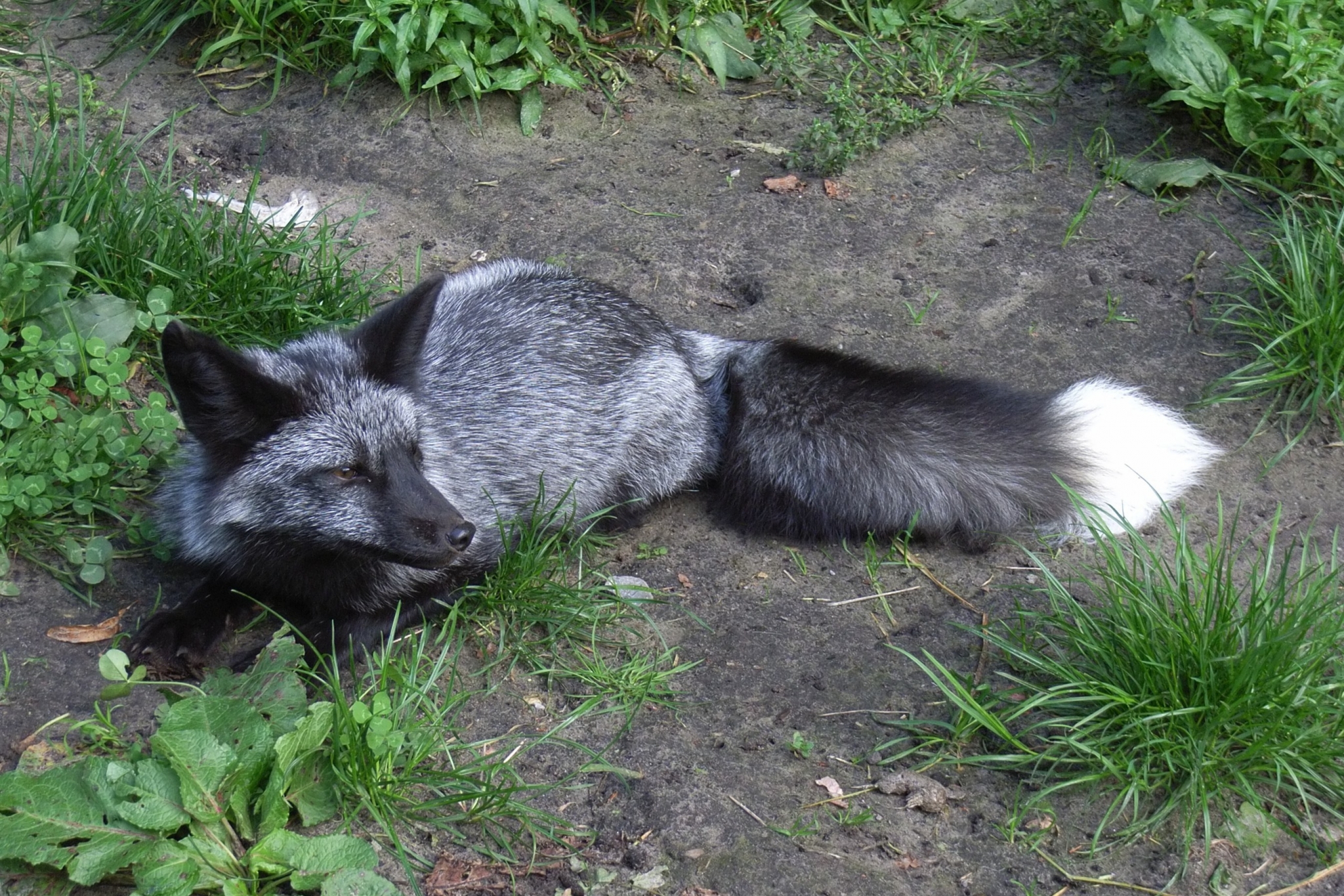 Silver fox lying on the ground HD Wallpaper