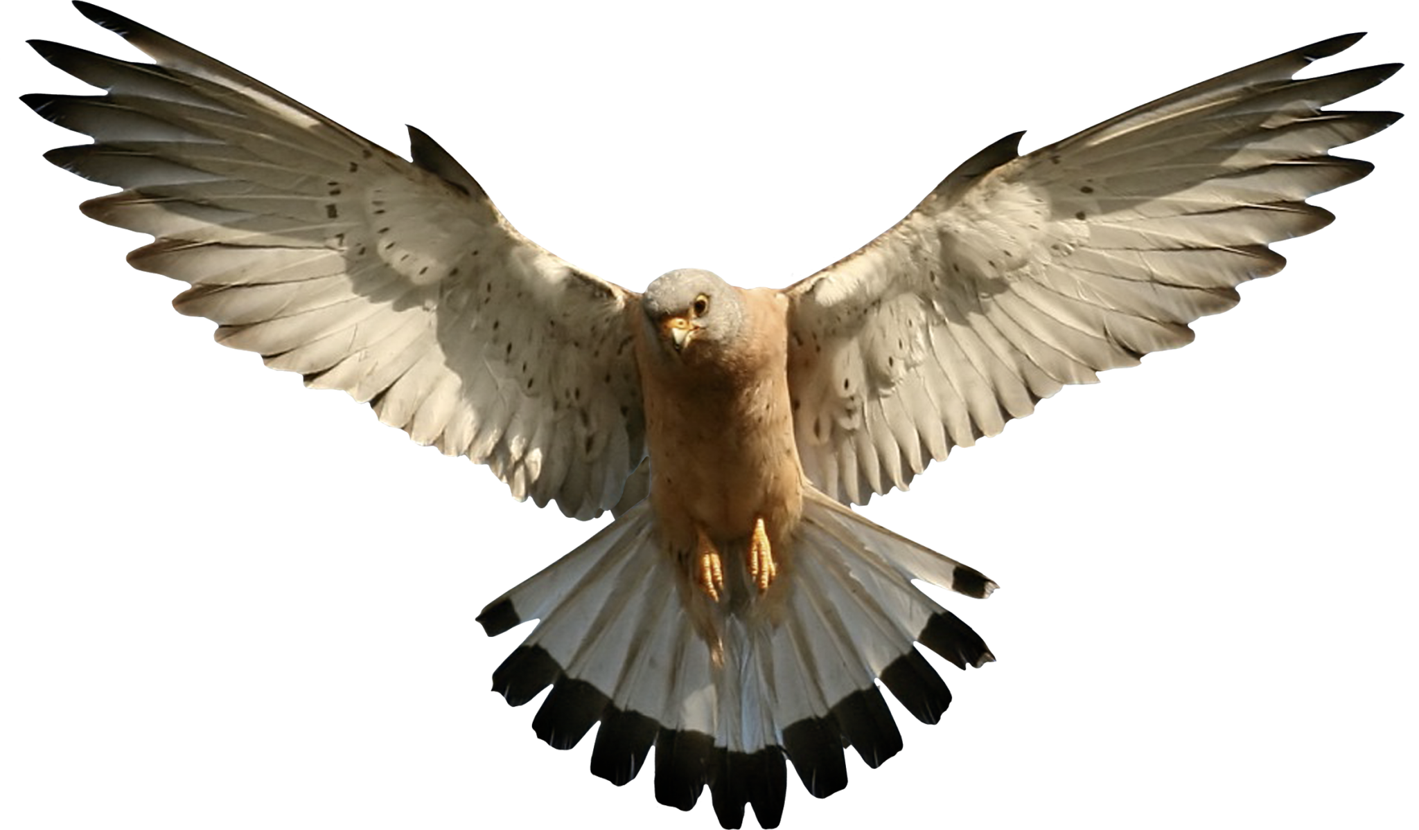 Bird of prey in flight HD Wallpaper