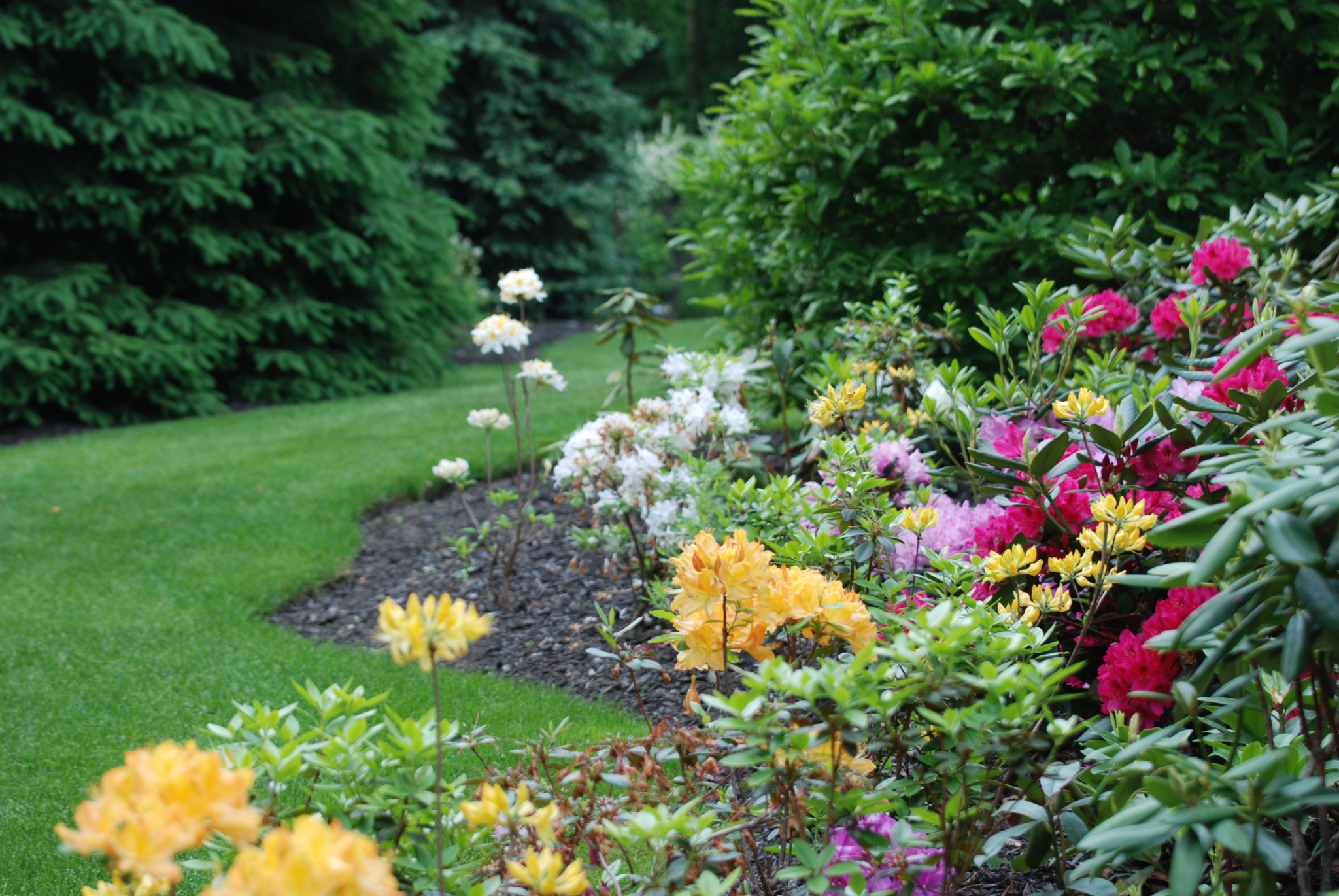 Colorful rhododendrons and evergreen trees in a garden HD Wallpaper