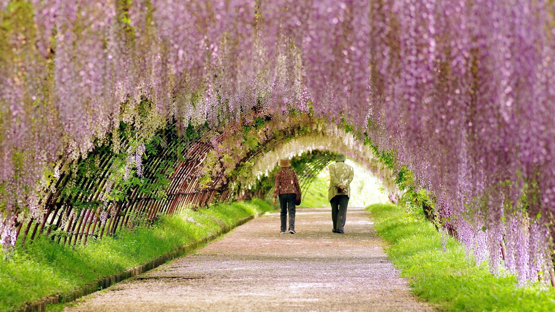 Couple walking through a tunnel of purple wisteria flowers HD Wallpaper