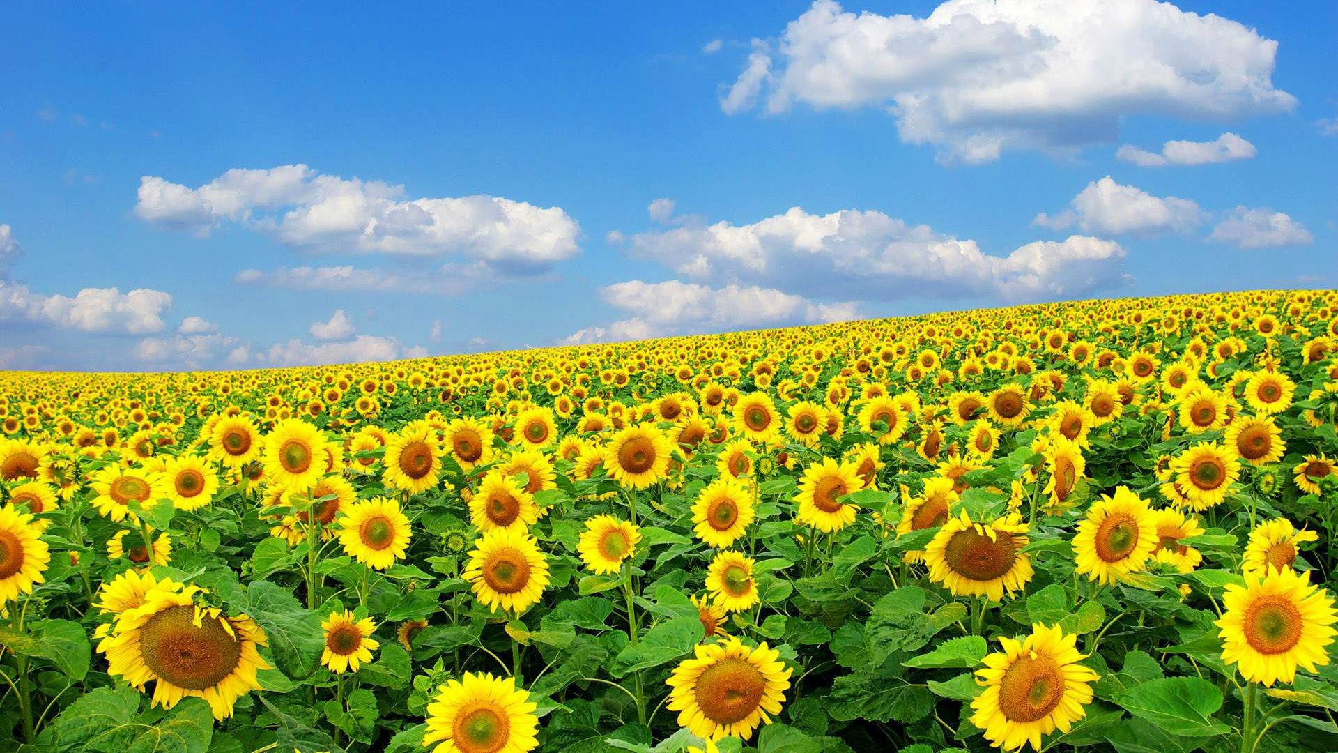Field of sunflowers under a blue sky with clouds HD Wallpaper